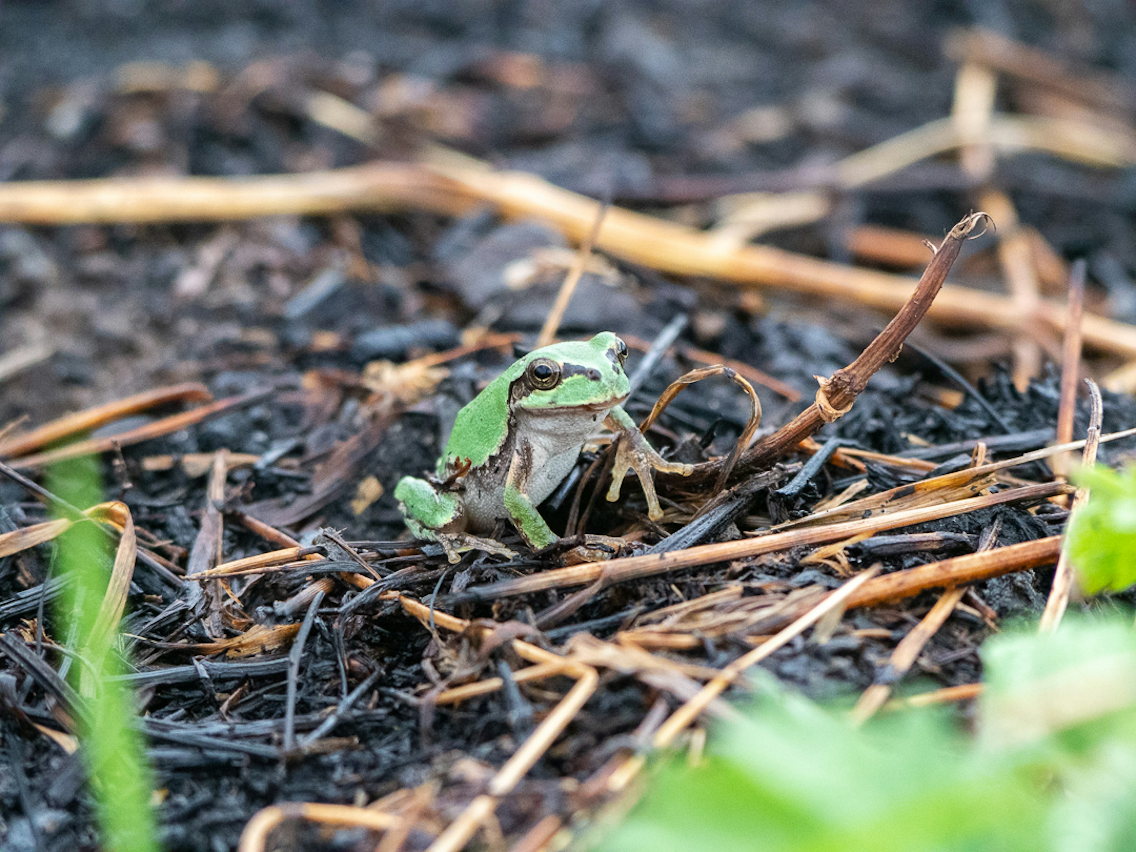 Ein kleiner grüner Frosch auf dem Boden umgeben von natürlichen Elementen