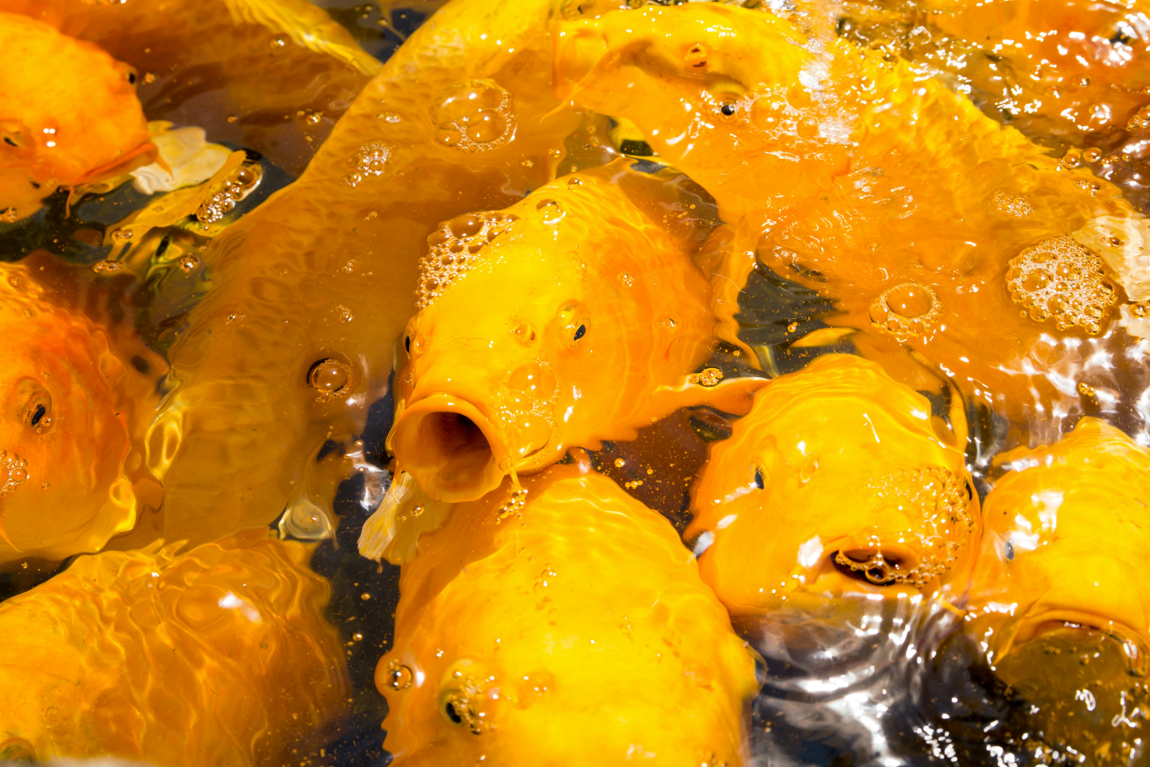 Un grupo de peces dorados amarillos nadando en el agua