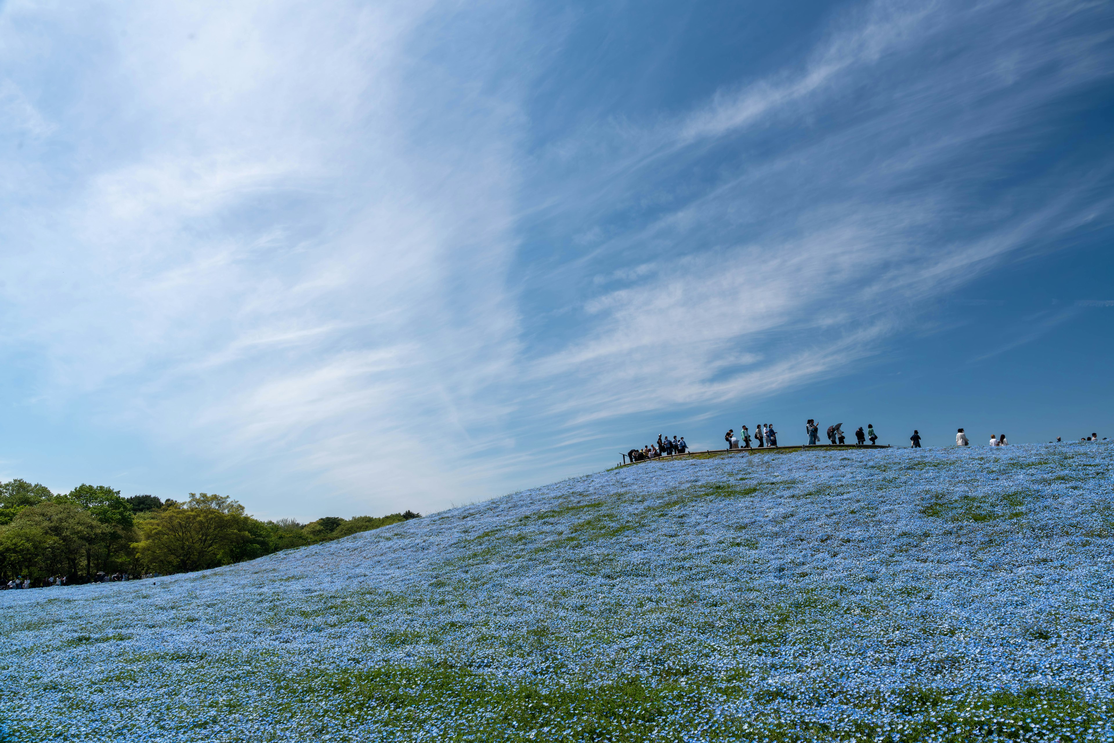 Ein Hügel bedeckt mit blauen Blumen unter einem klaren blauen Himmel