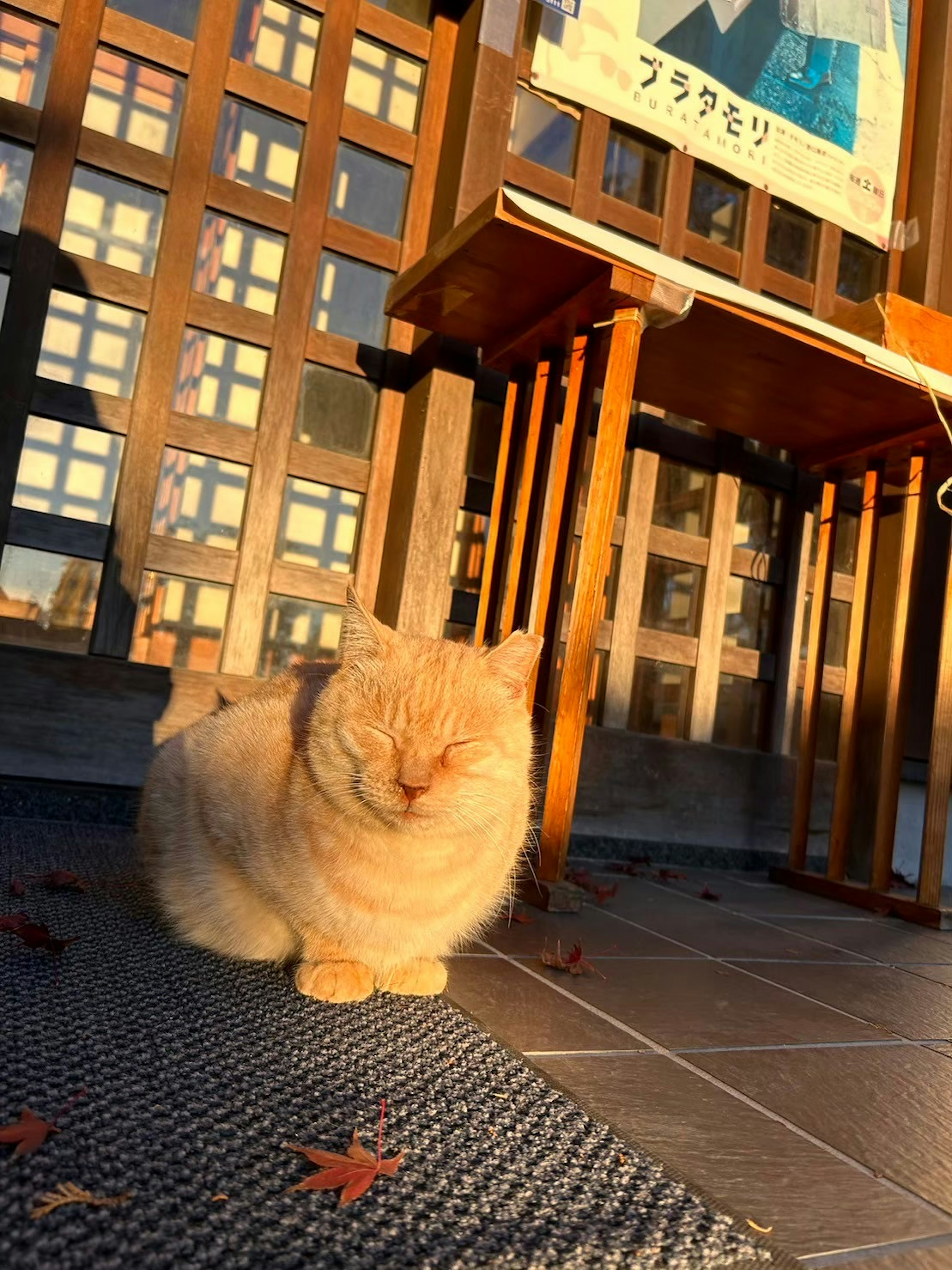 Oranger Kater, der sich in der Sonne neben einem Holztisch ausruht