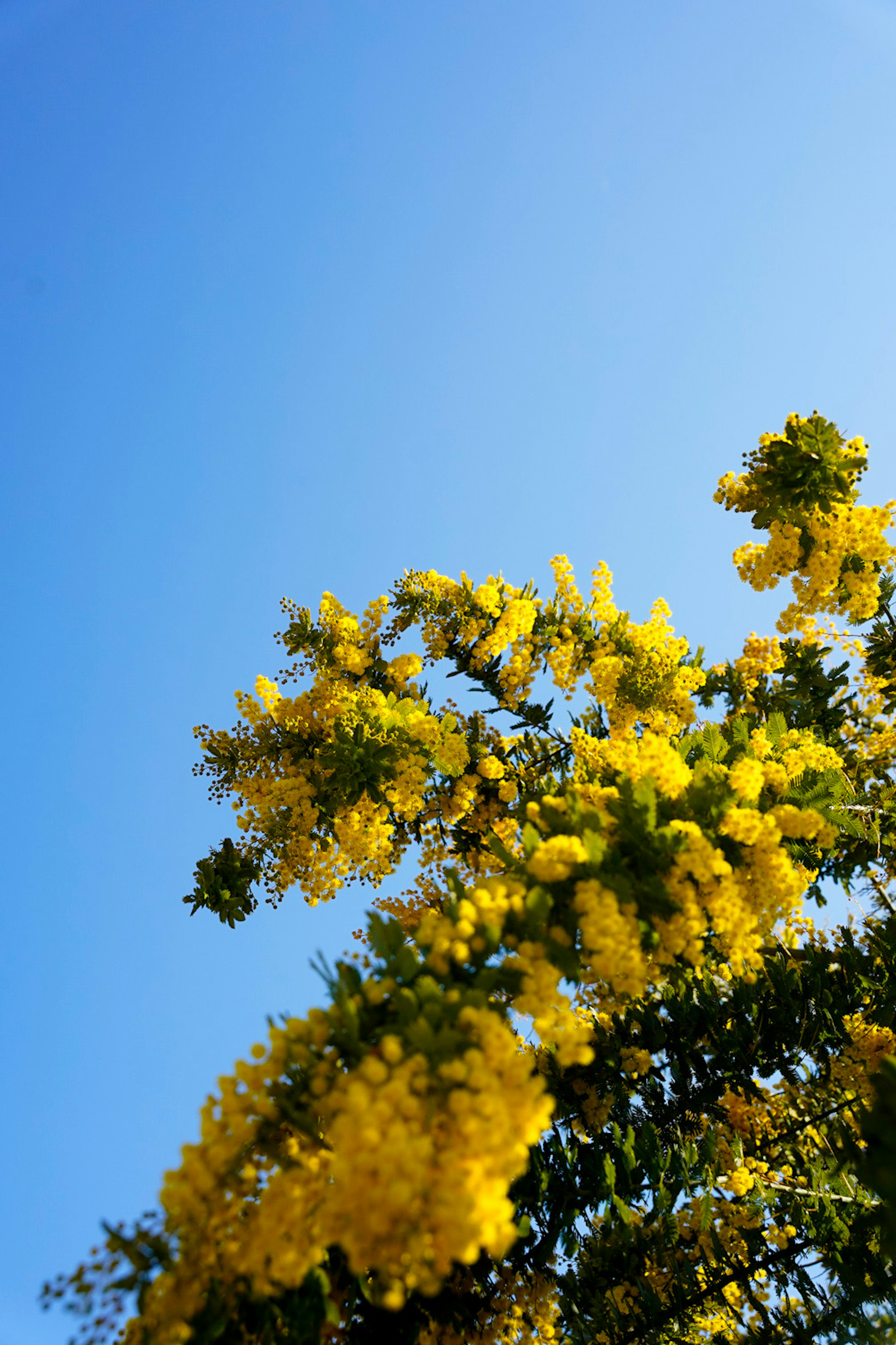 Schöner Mimosenbaum mit gelben Blütenständen vor blauem Himmel