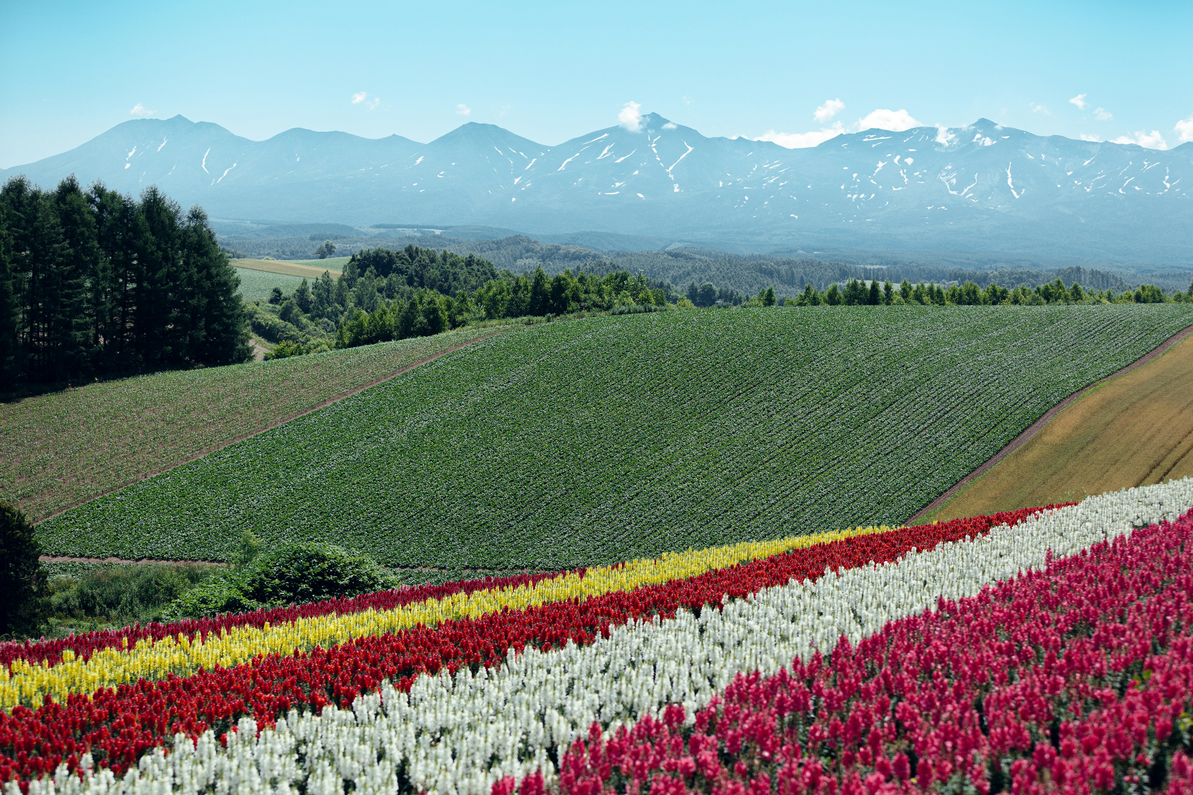 ทุ่งทิวลิปที่มีสีสันสดใสและภูเขาในพื้นหลัง