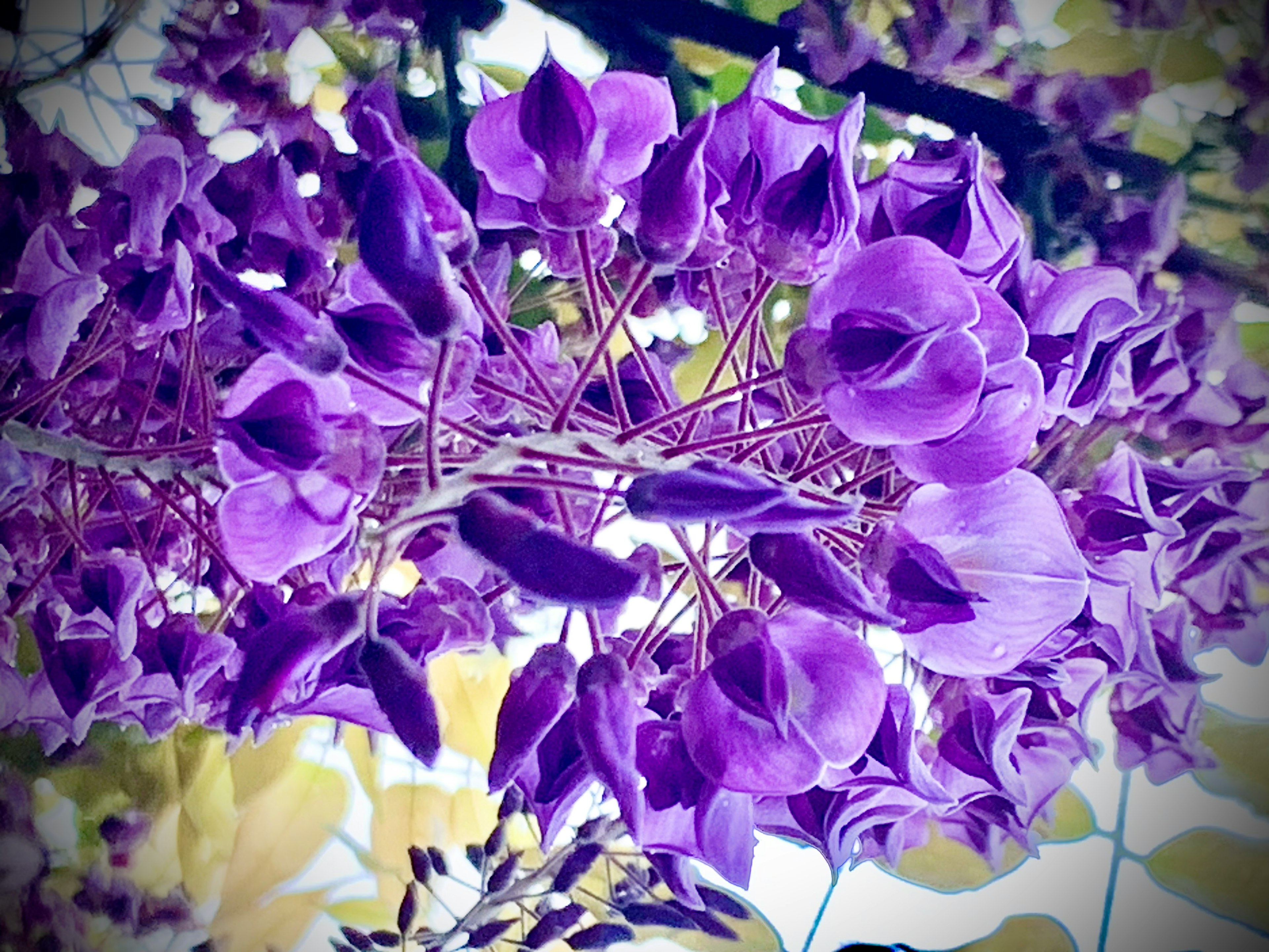 紫色の花が咲く植物のクローズアップ