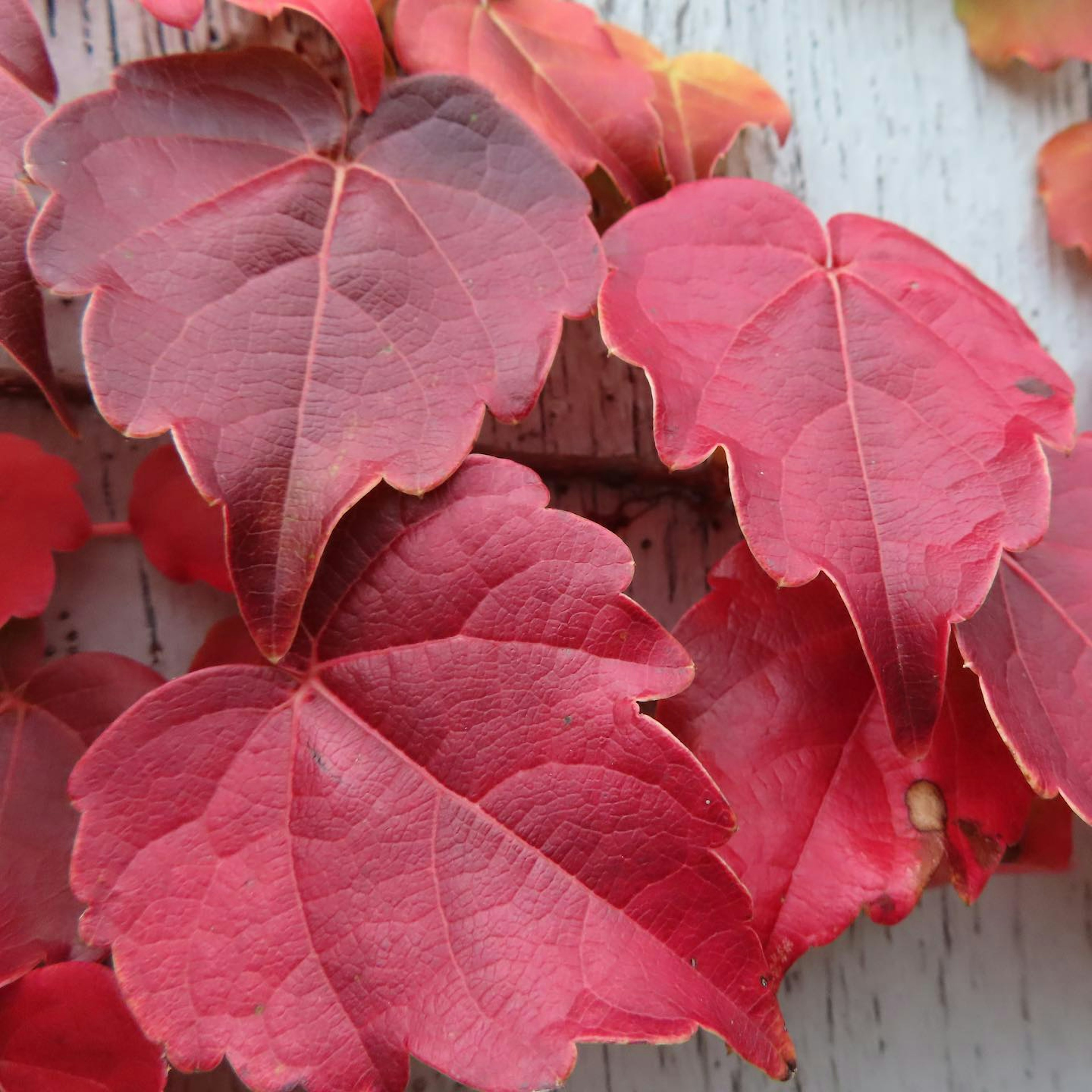 Close-up of overlapping red leaves from a plant