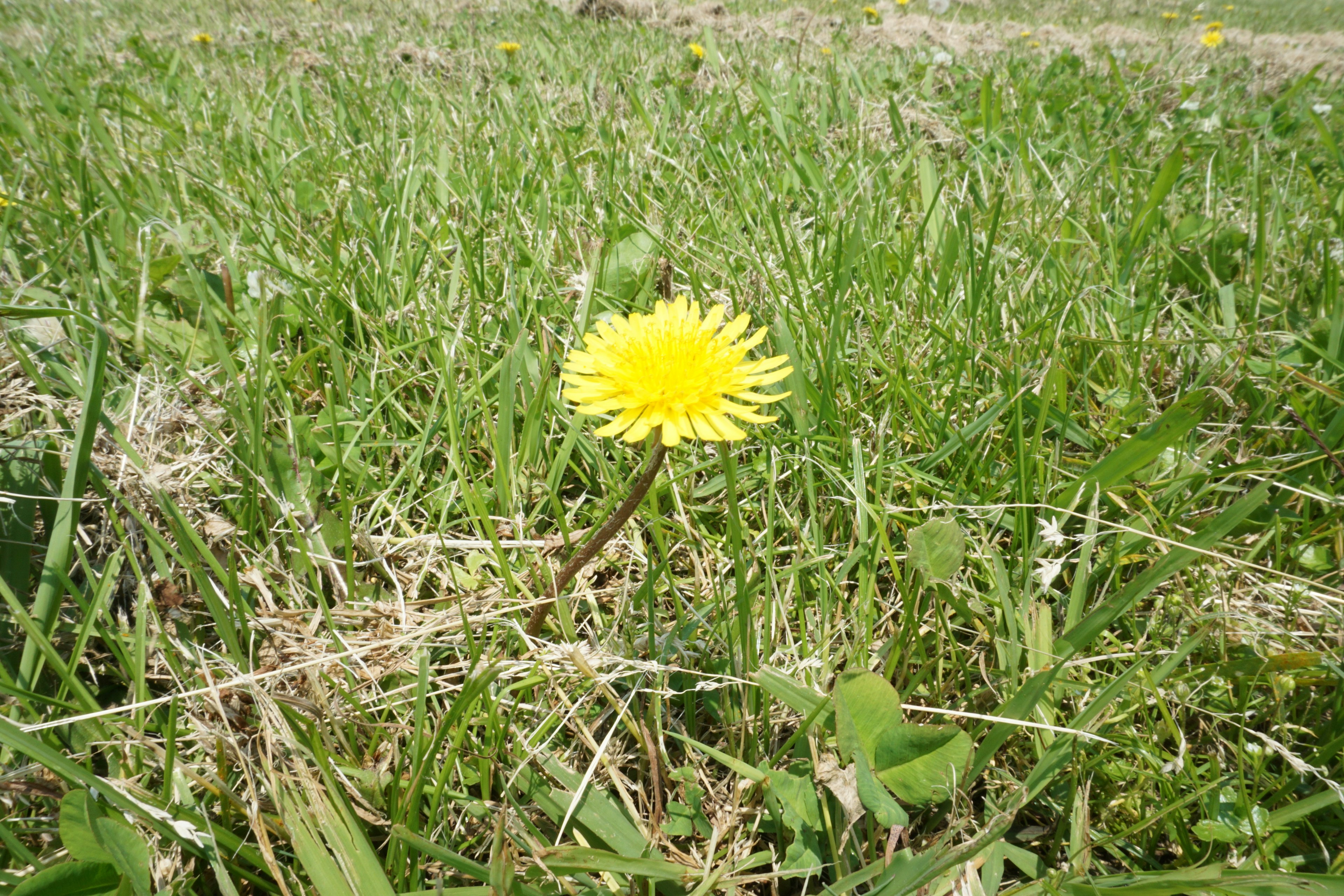 Fiore di tarassaco giallo vivace che sboccia tra l'erba