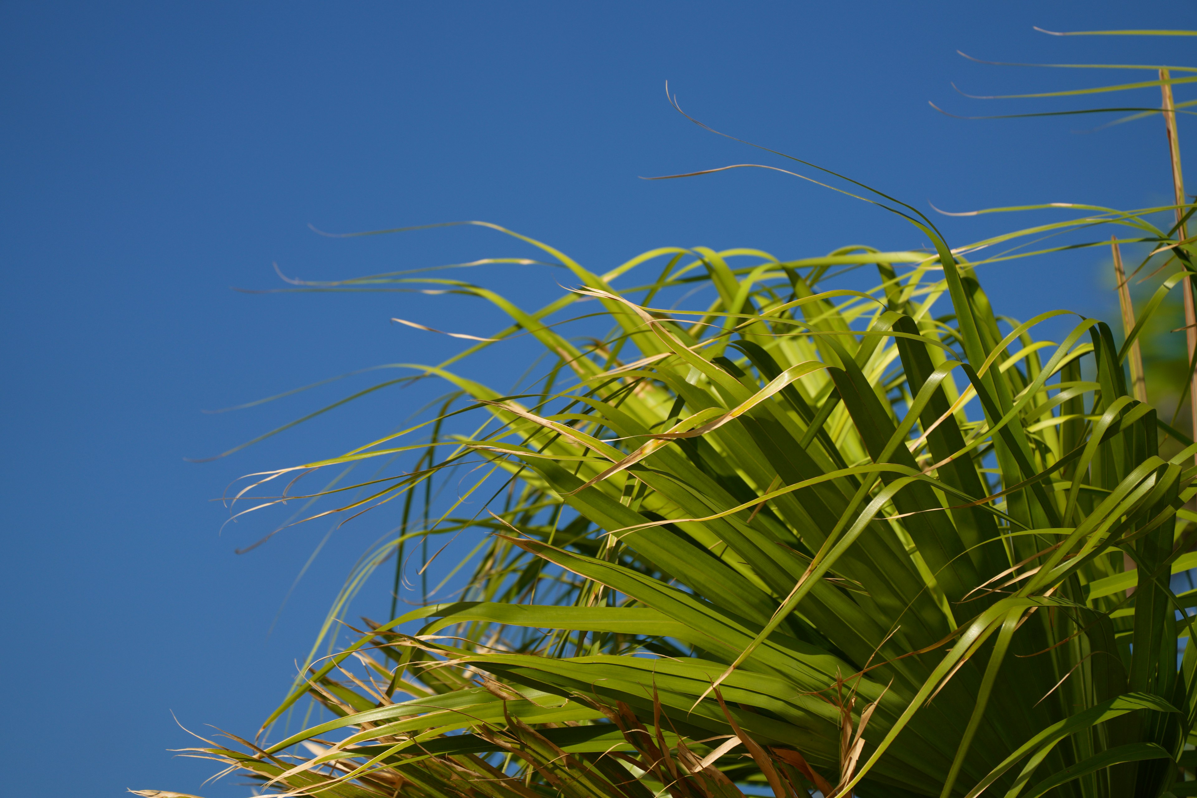 Grüne Palmenblätter vor einem klaren blauen Himmel