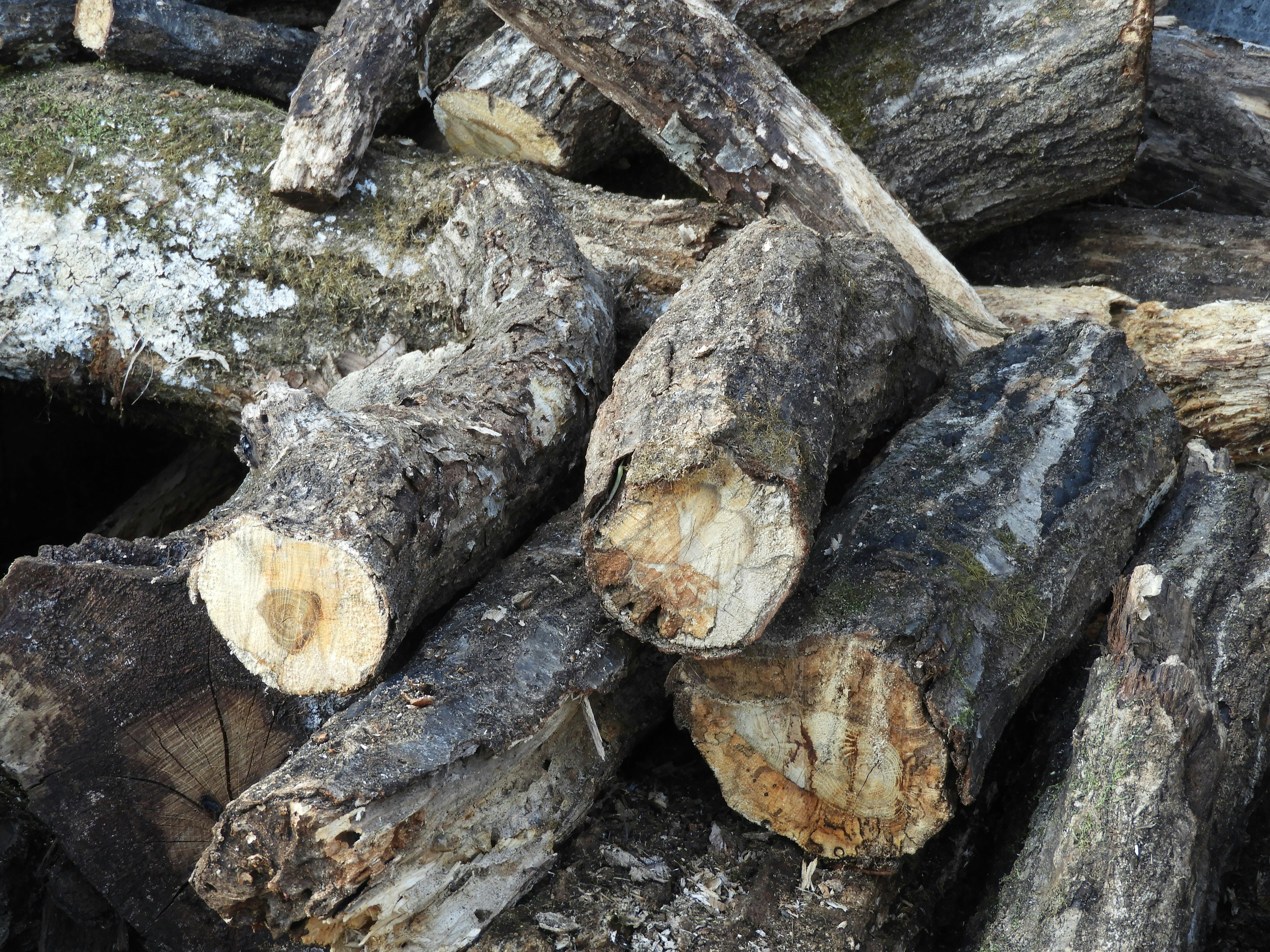 Kayu yang ditumpuk menunjukkan kulit kasar dan ujung yang dipotong