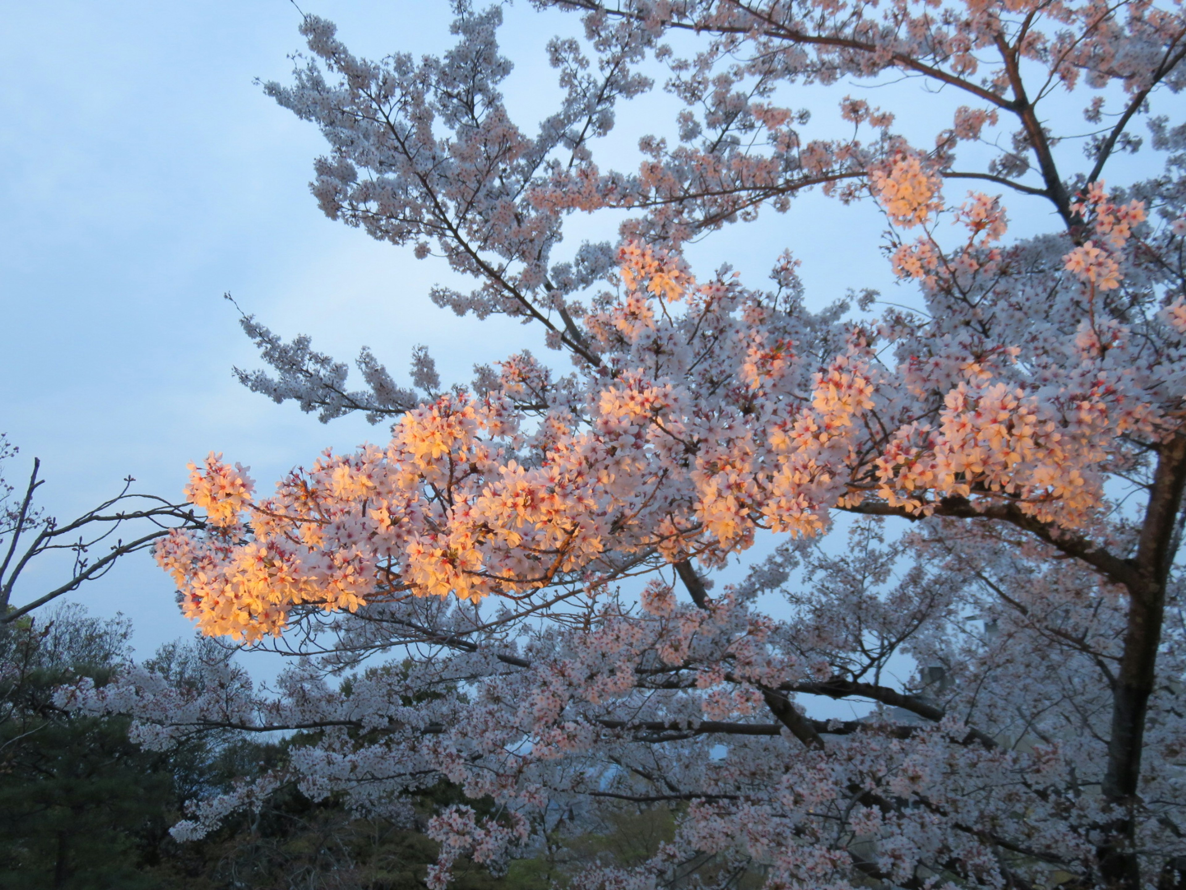 夕暮れ時の桜の花が美しく咲き誇る