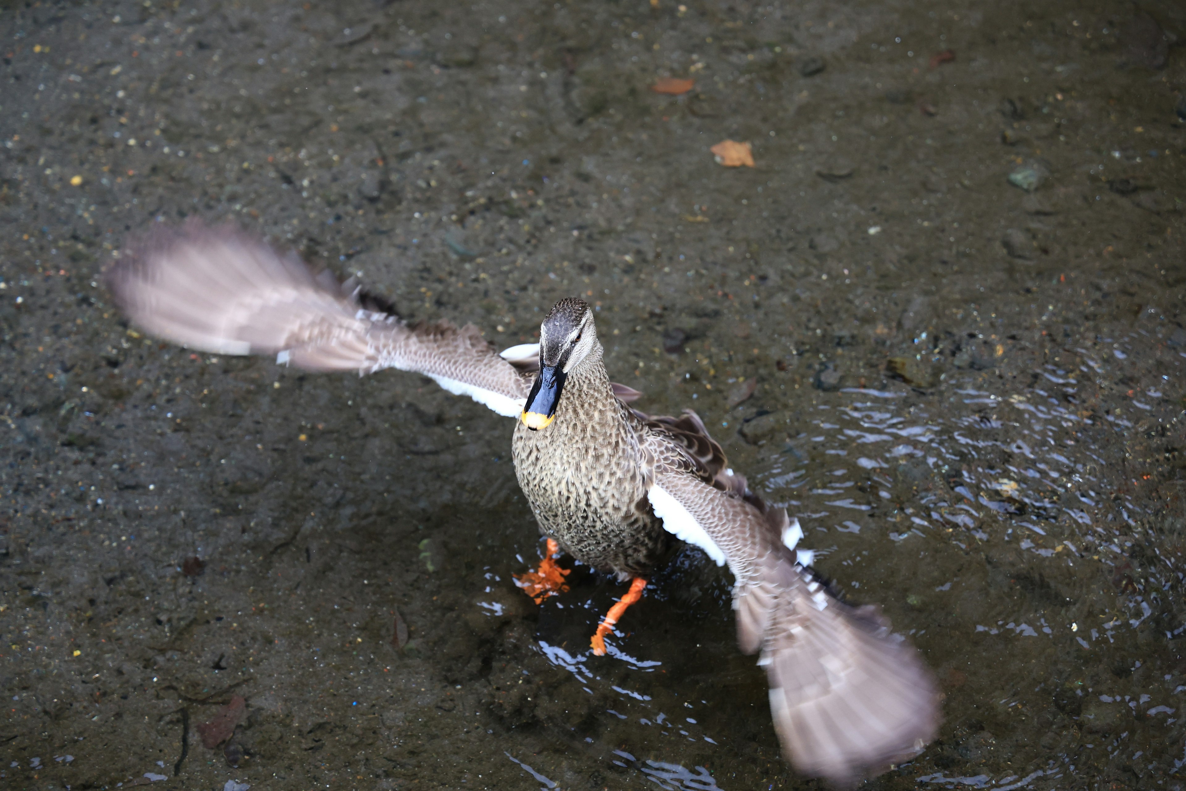 Pato extendiendo sus alas al borde del agua