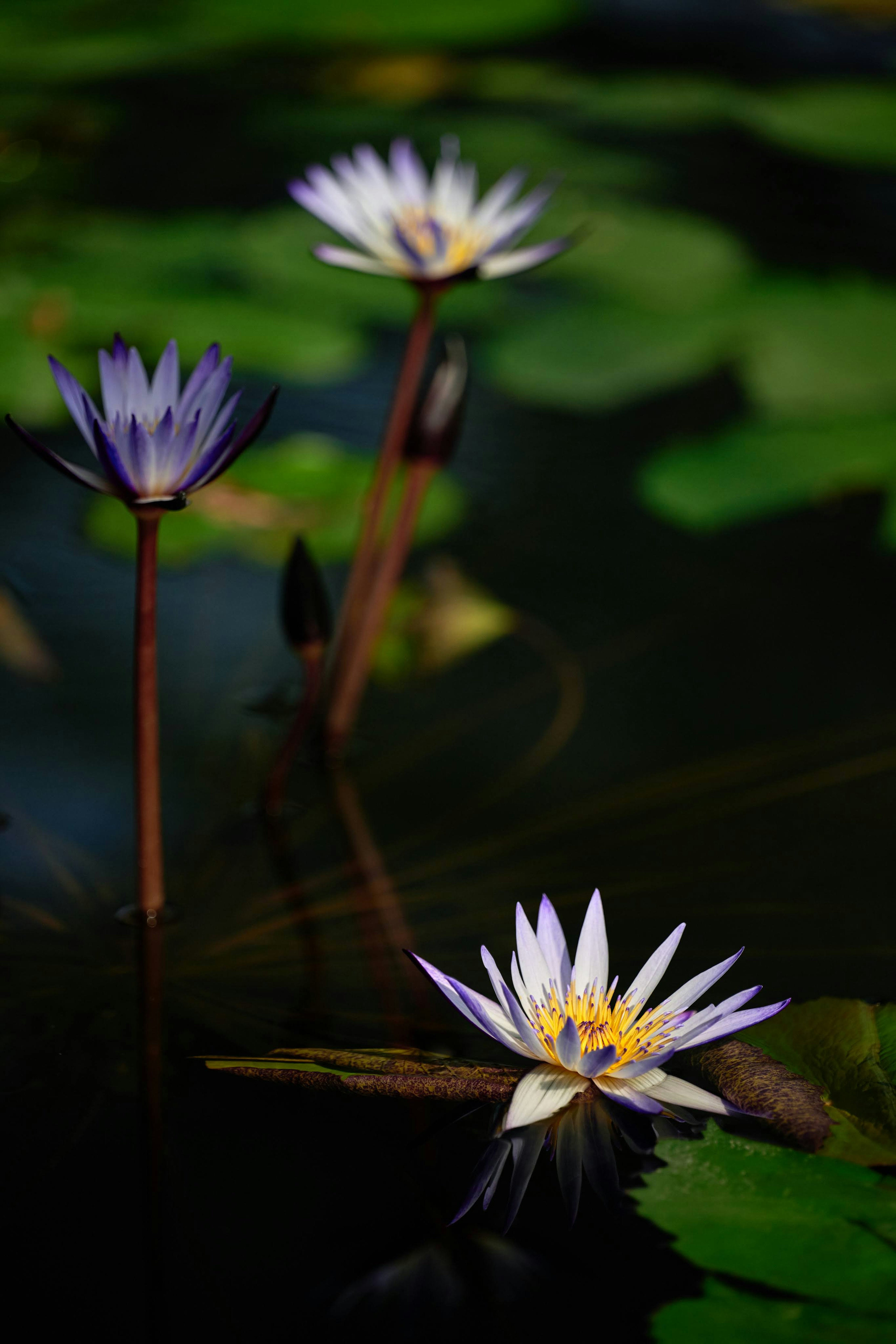 Lirios de agua en tonos azul y púrpura flotando en la superficie con hojas verdes