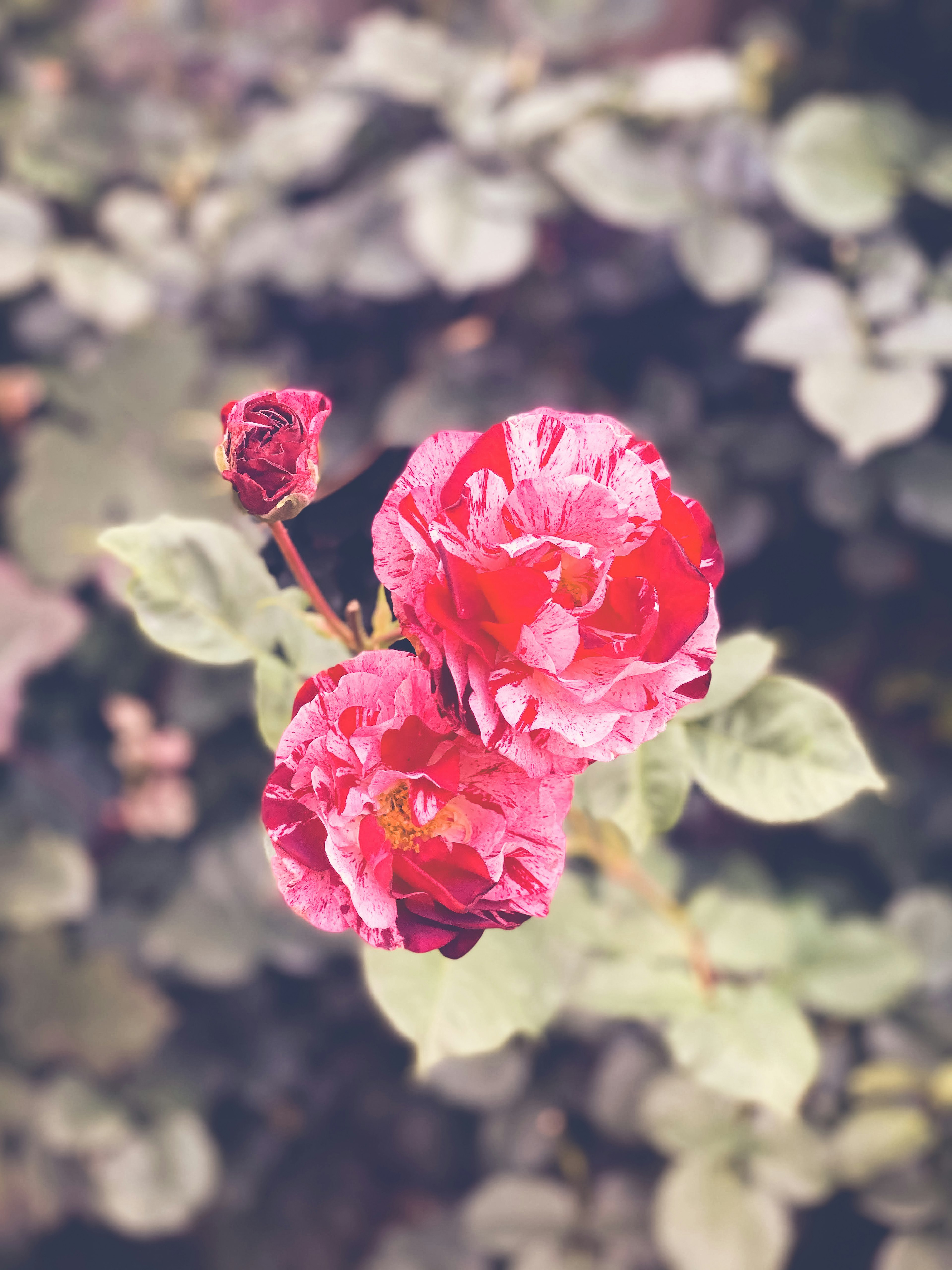 Vibrant pink rose flowers blooming among green leaves