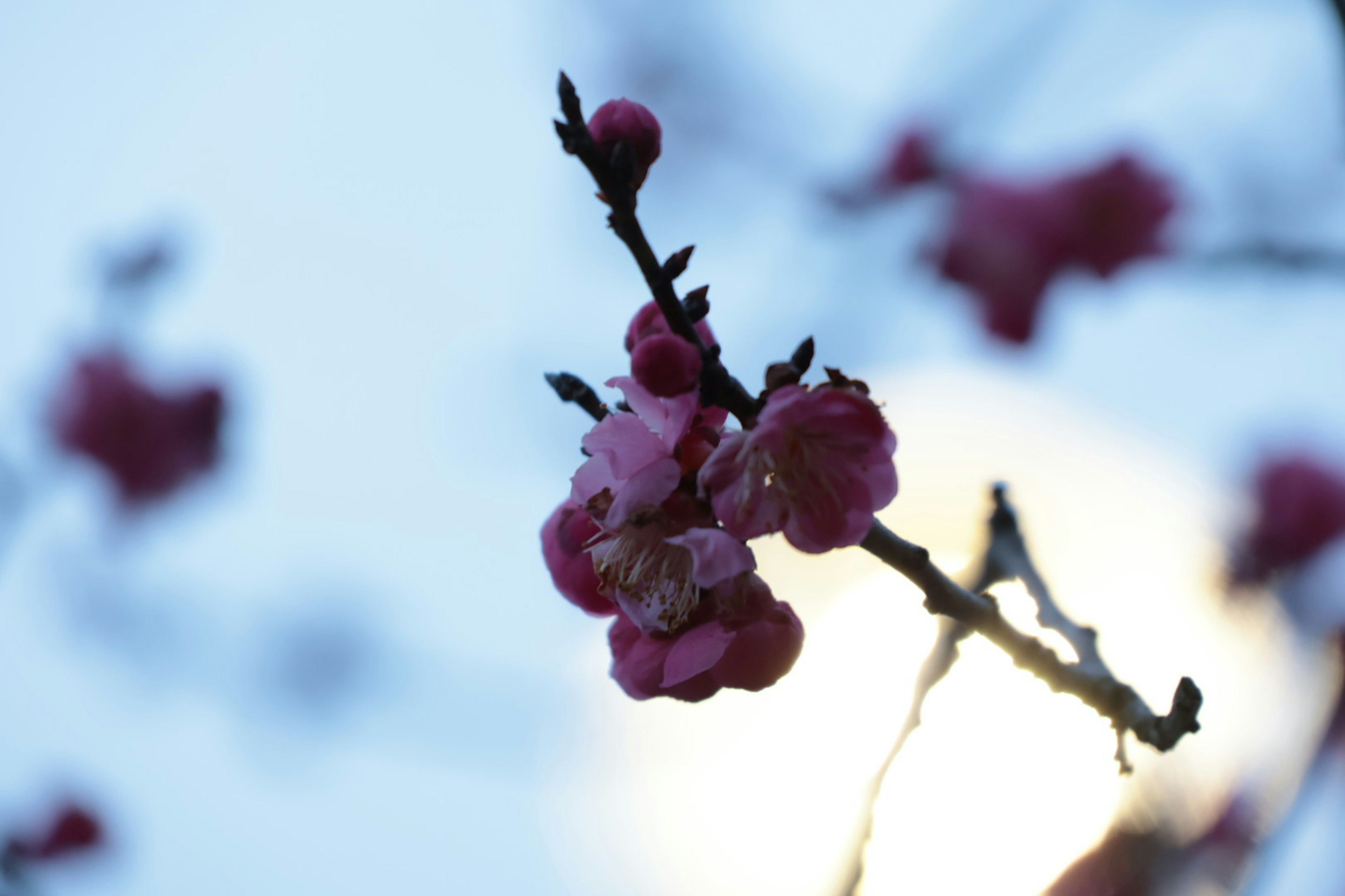 Primo piano di fiori di pruno contro un cielo blu