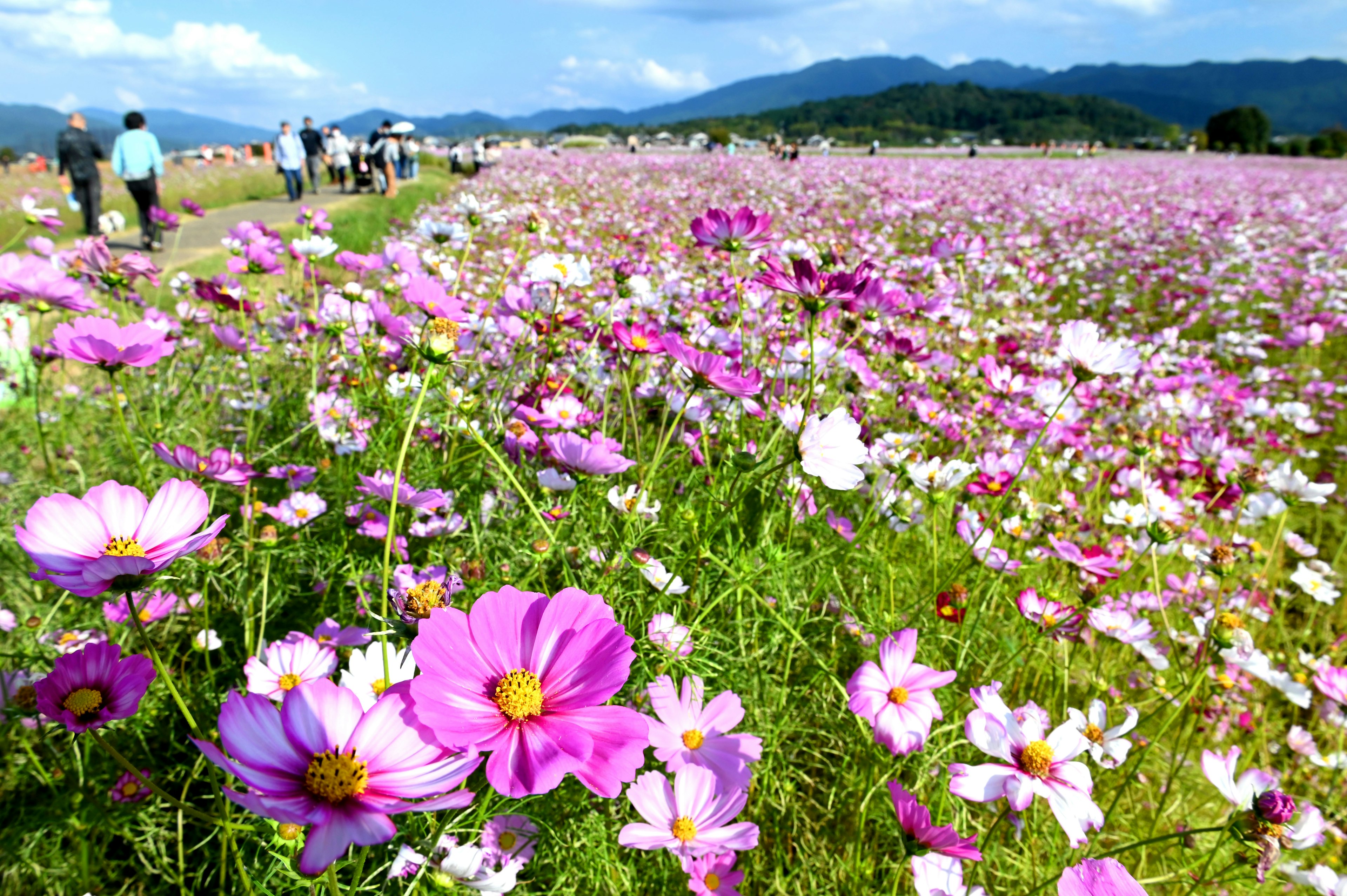 Weites Blumenfeld mit bunten Kosmosblumen und Menschen