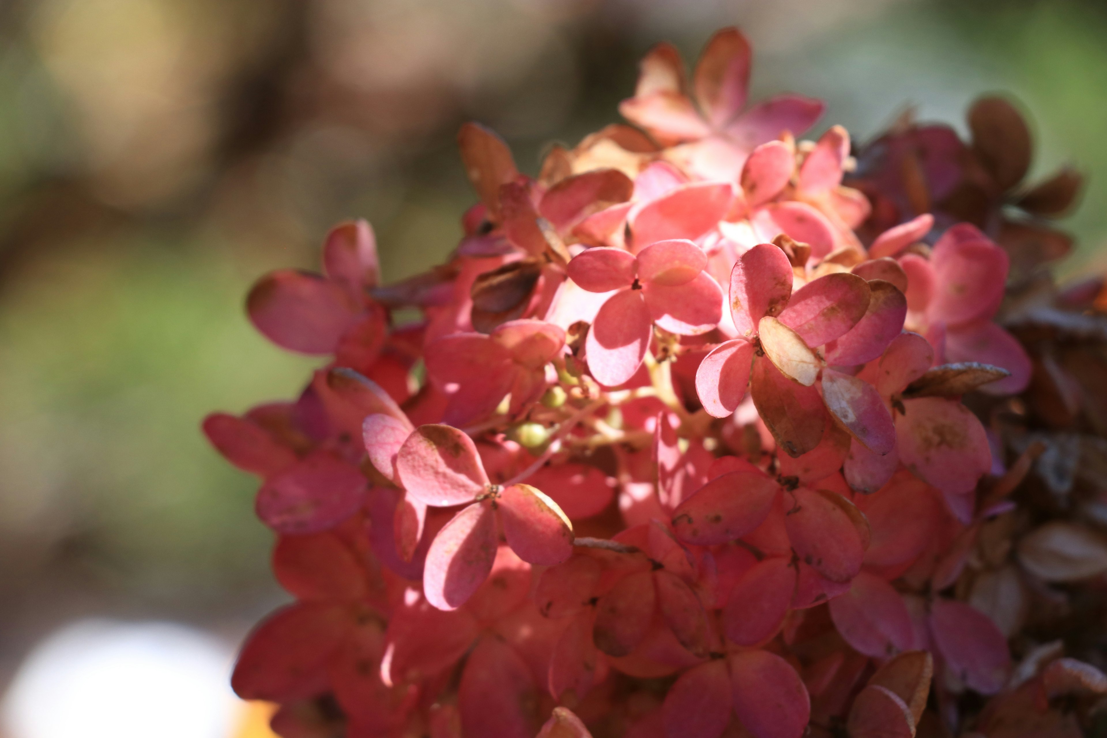 Close-up of pink hydrangea flowers with beautiful light reflections