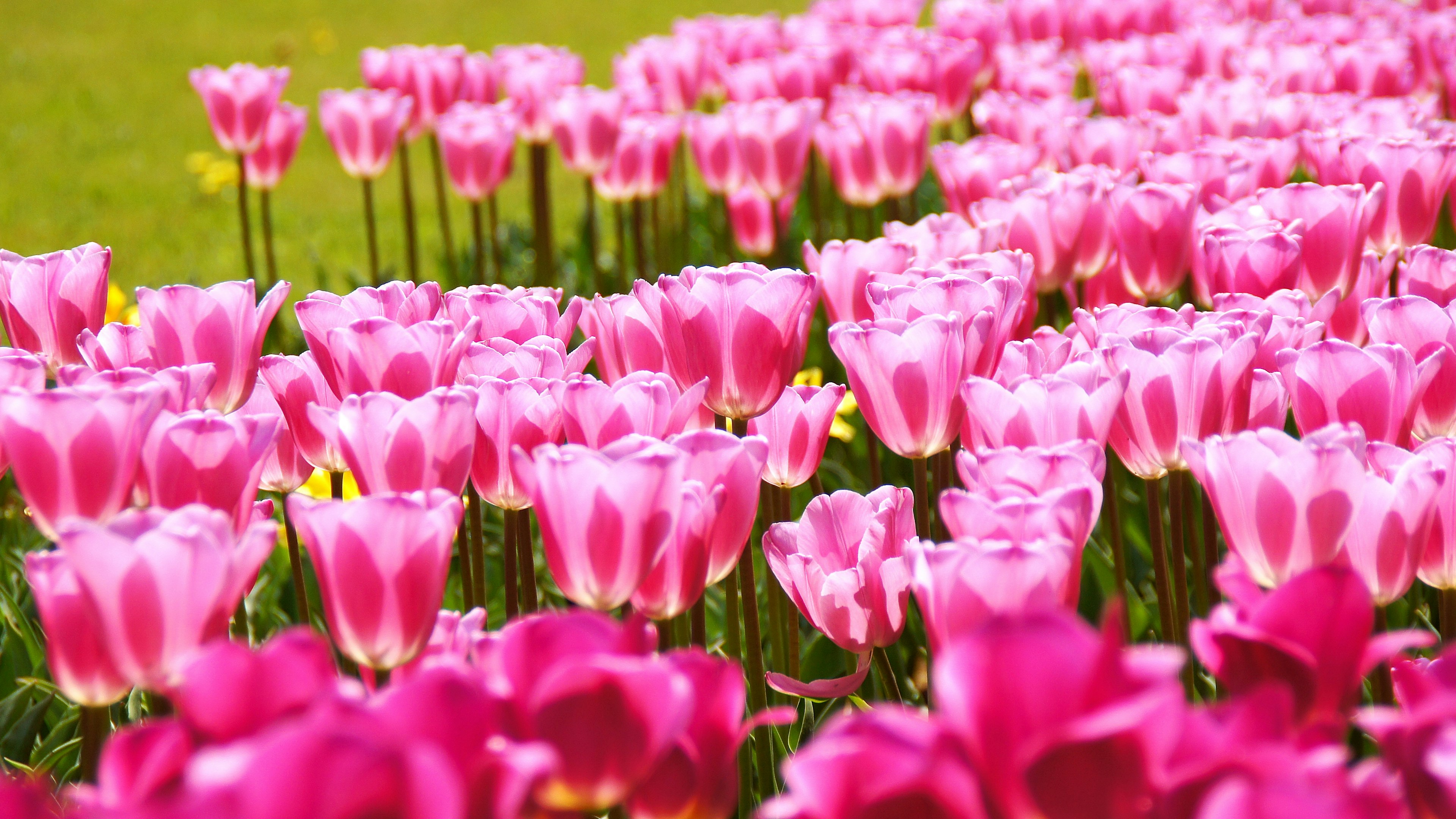 Lebendiges Feld von rosa Tulpen in voller Blüte