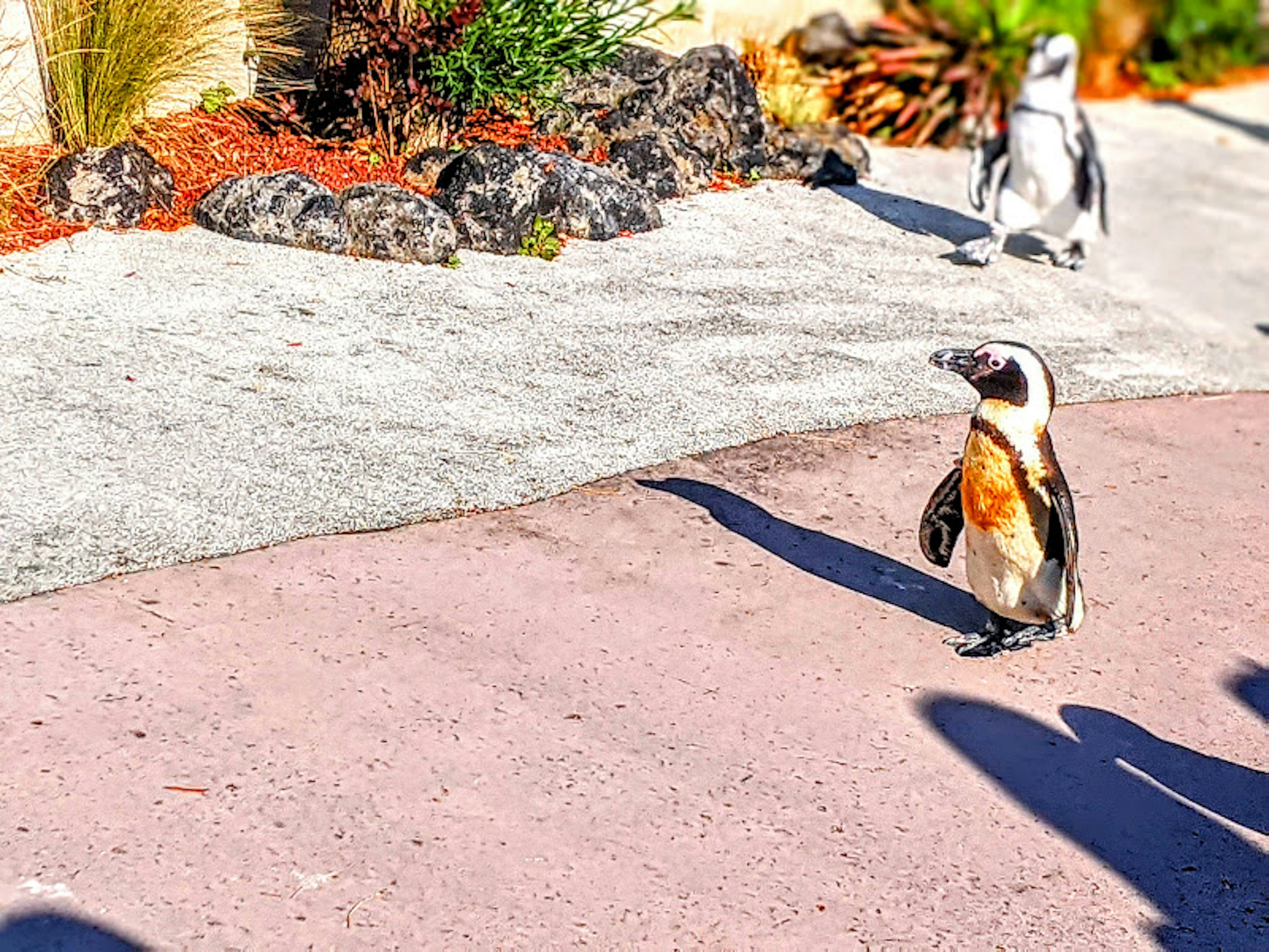 Afrikanischer Pinguin läuft auf pinkem Pflaster mit Grün im Hintergrund