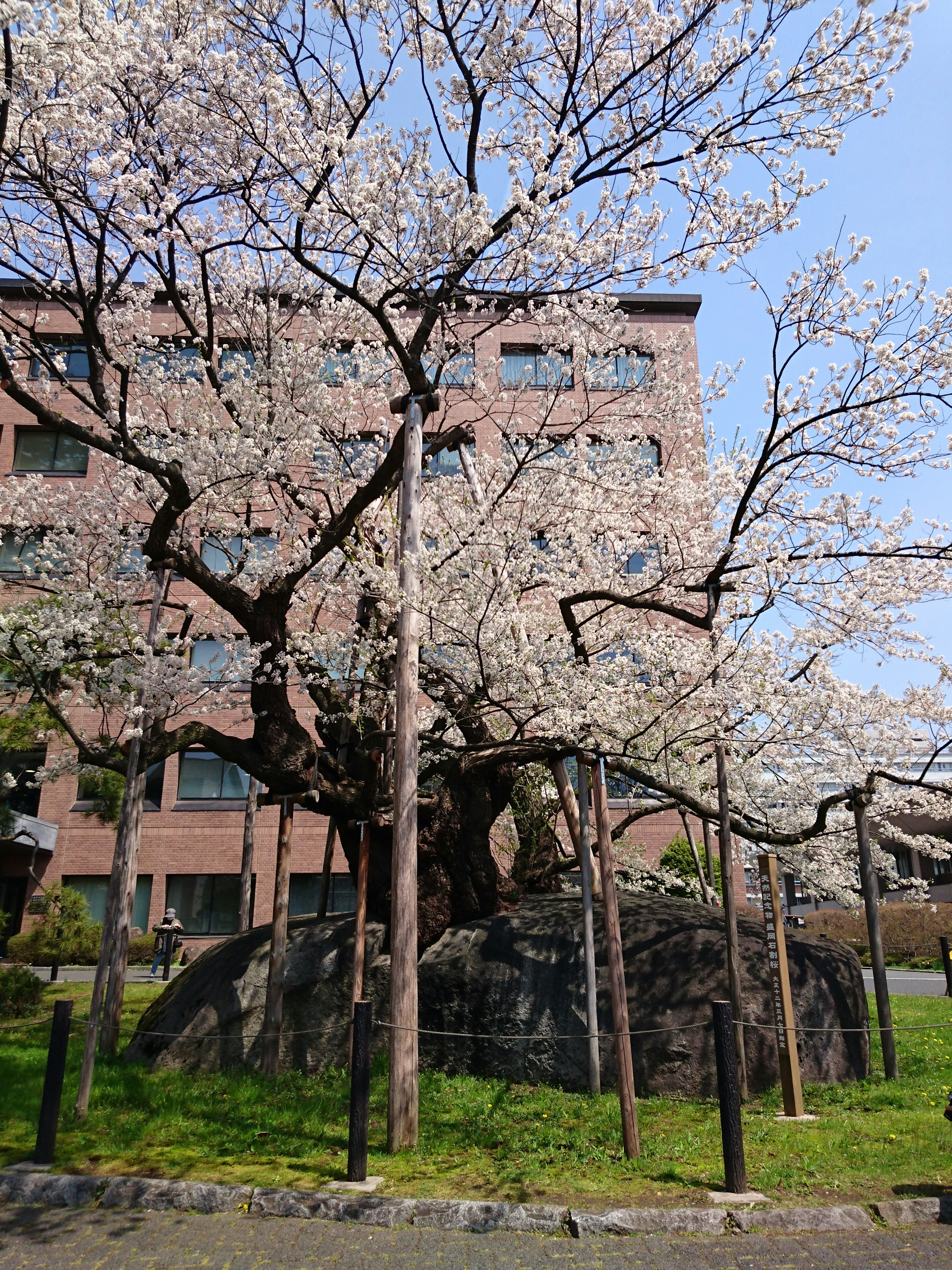 樱花树与盛开的花朵和附近建筑