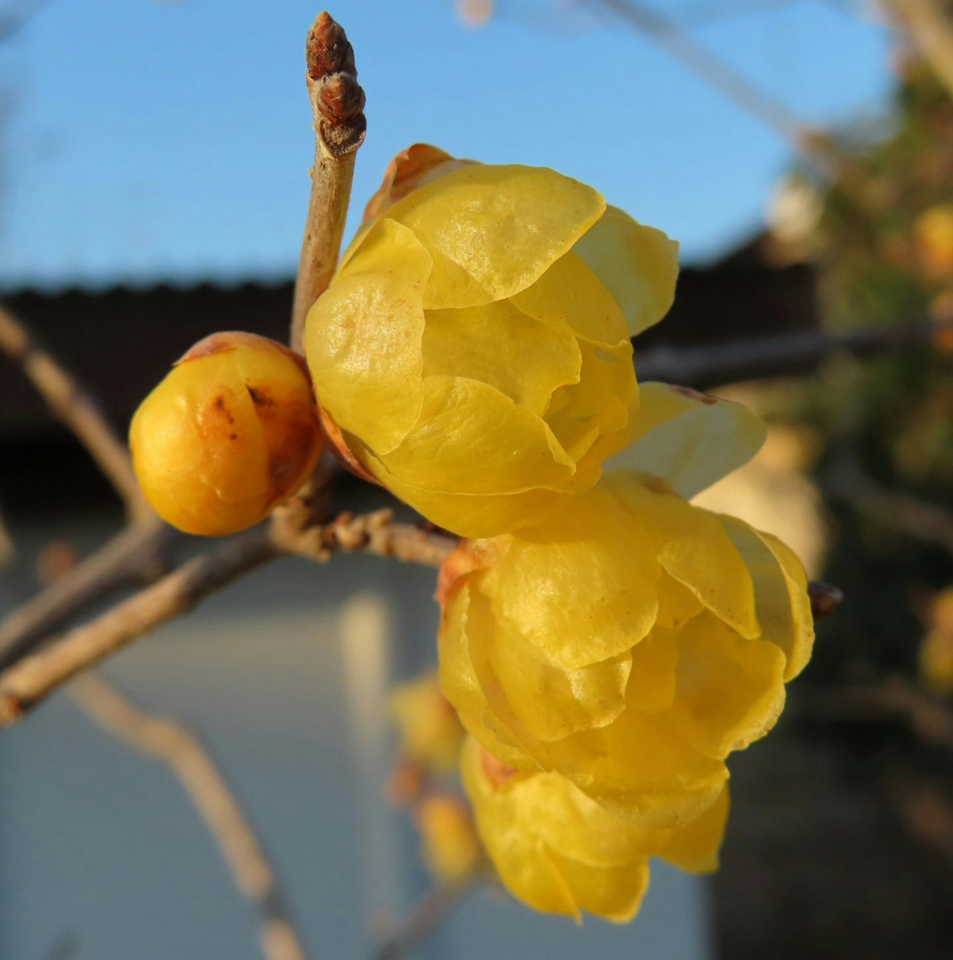 带有黄色冬梅花朵的枝条