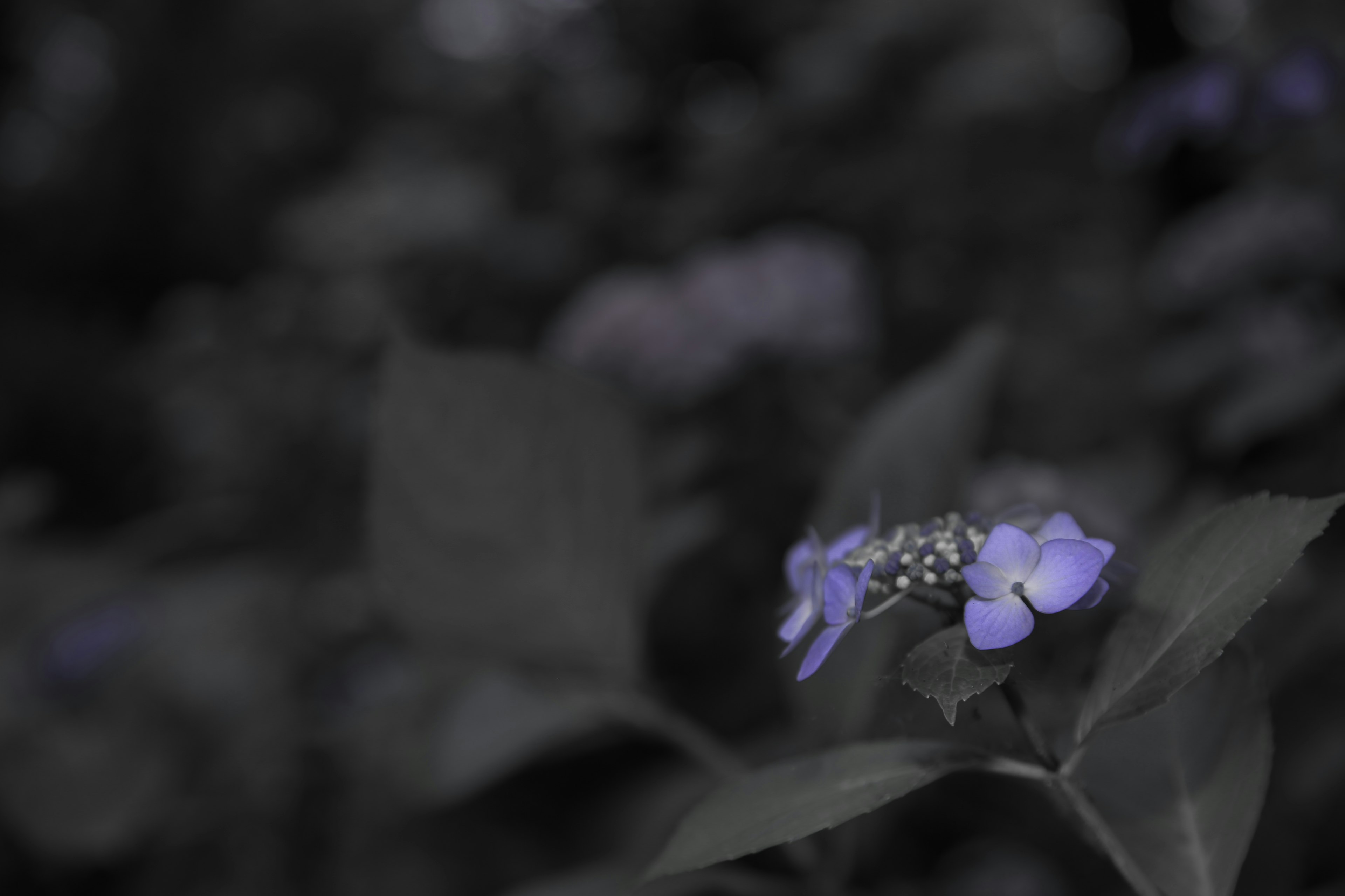 暗い背景に浮かぶ青紫色の花と緑の葉