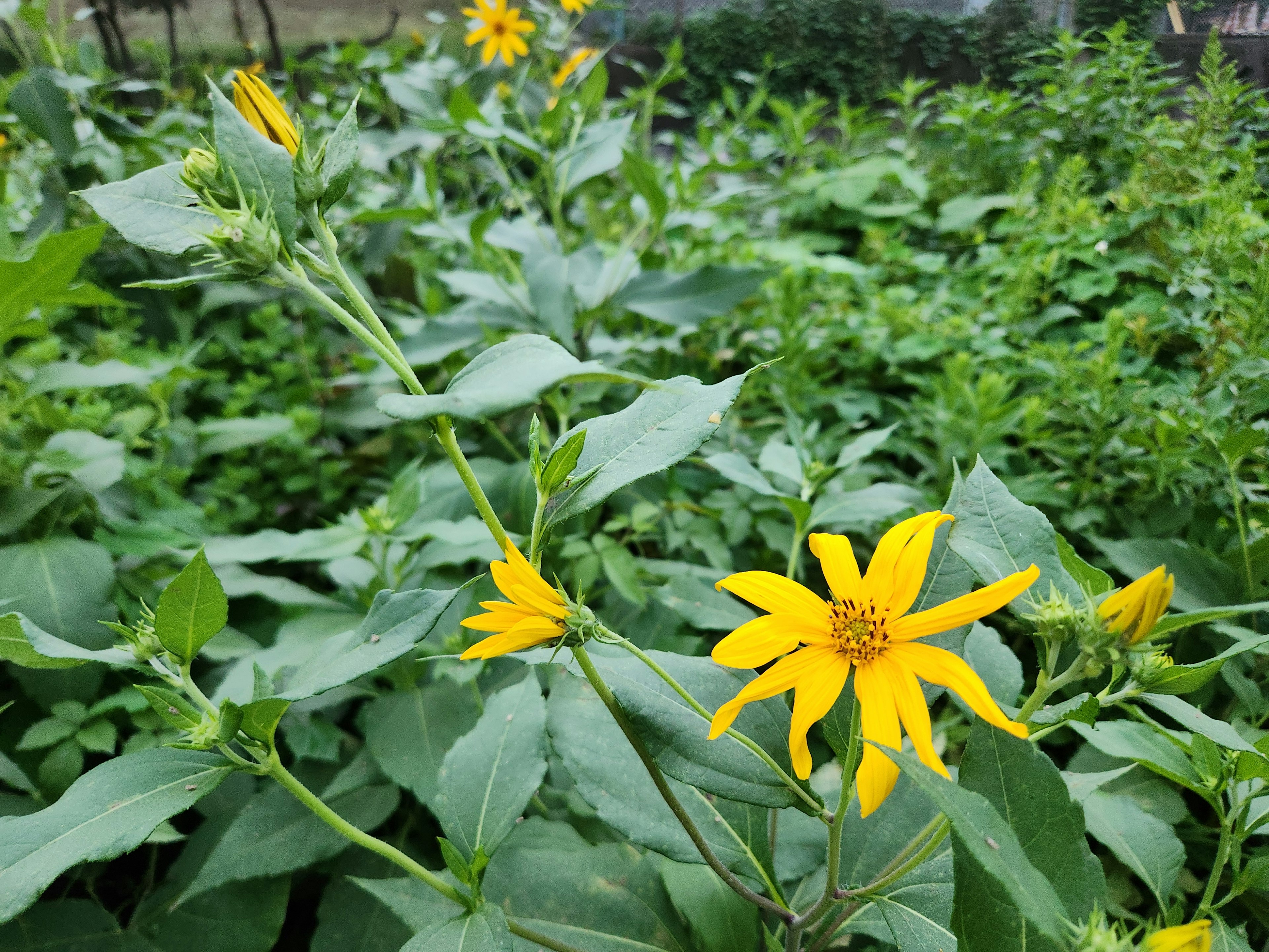 Un grupo de plantas verdes con flores amarillas en flor