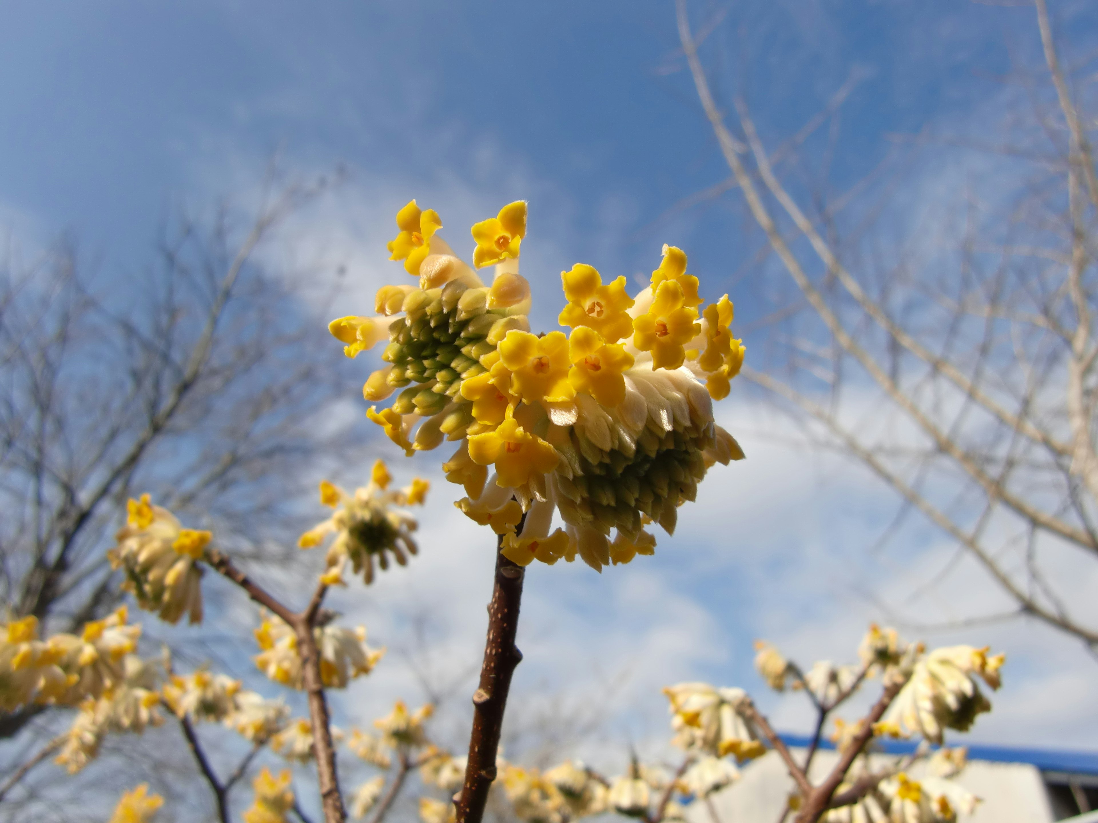 Zweig mit blühenden gelben Blumen vor blauem Himmel