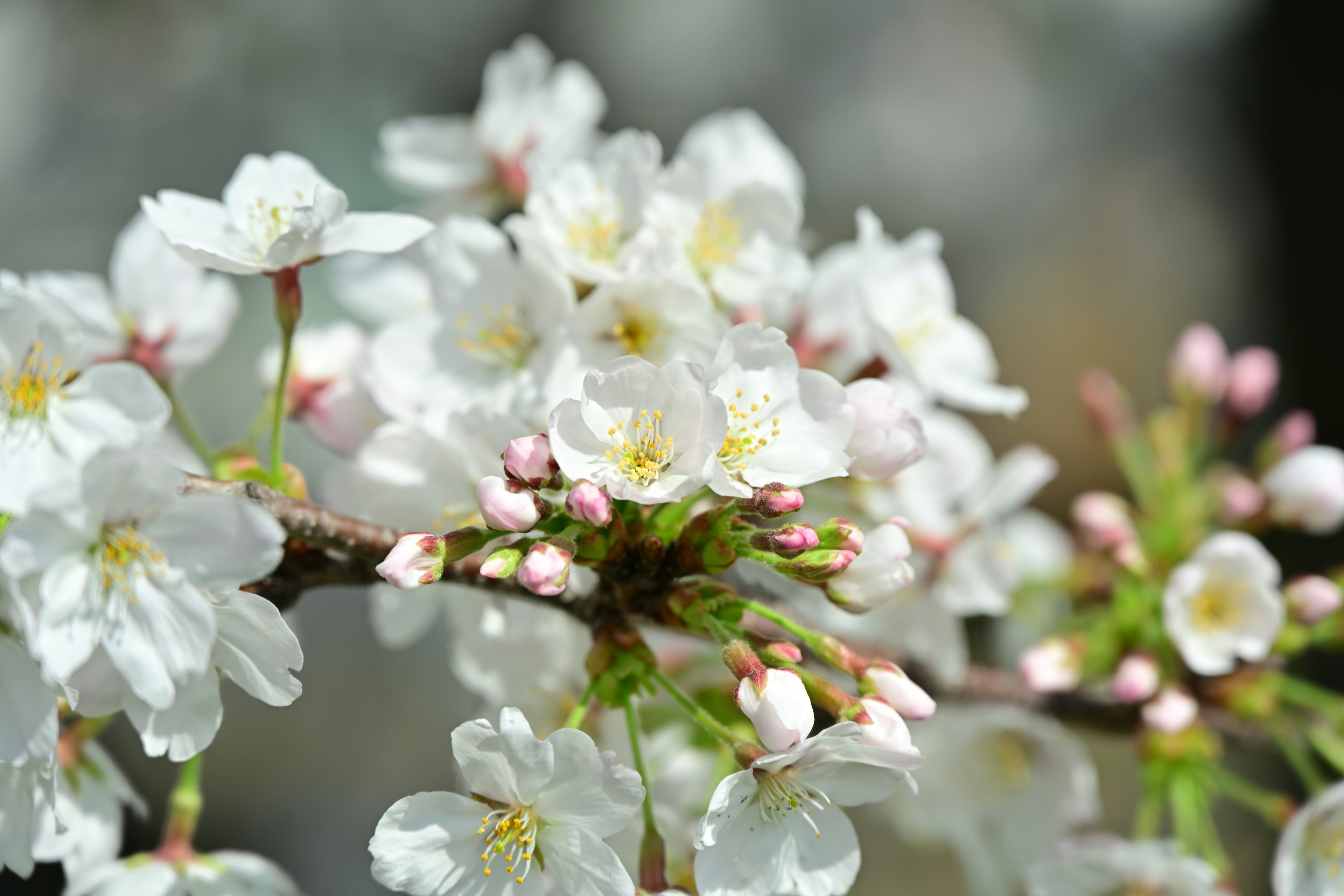 Close-up of cherry blossom branch with white flowers and pink buds