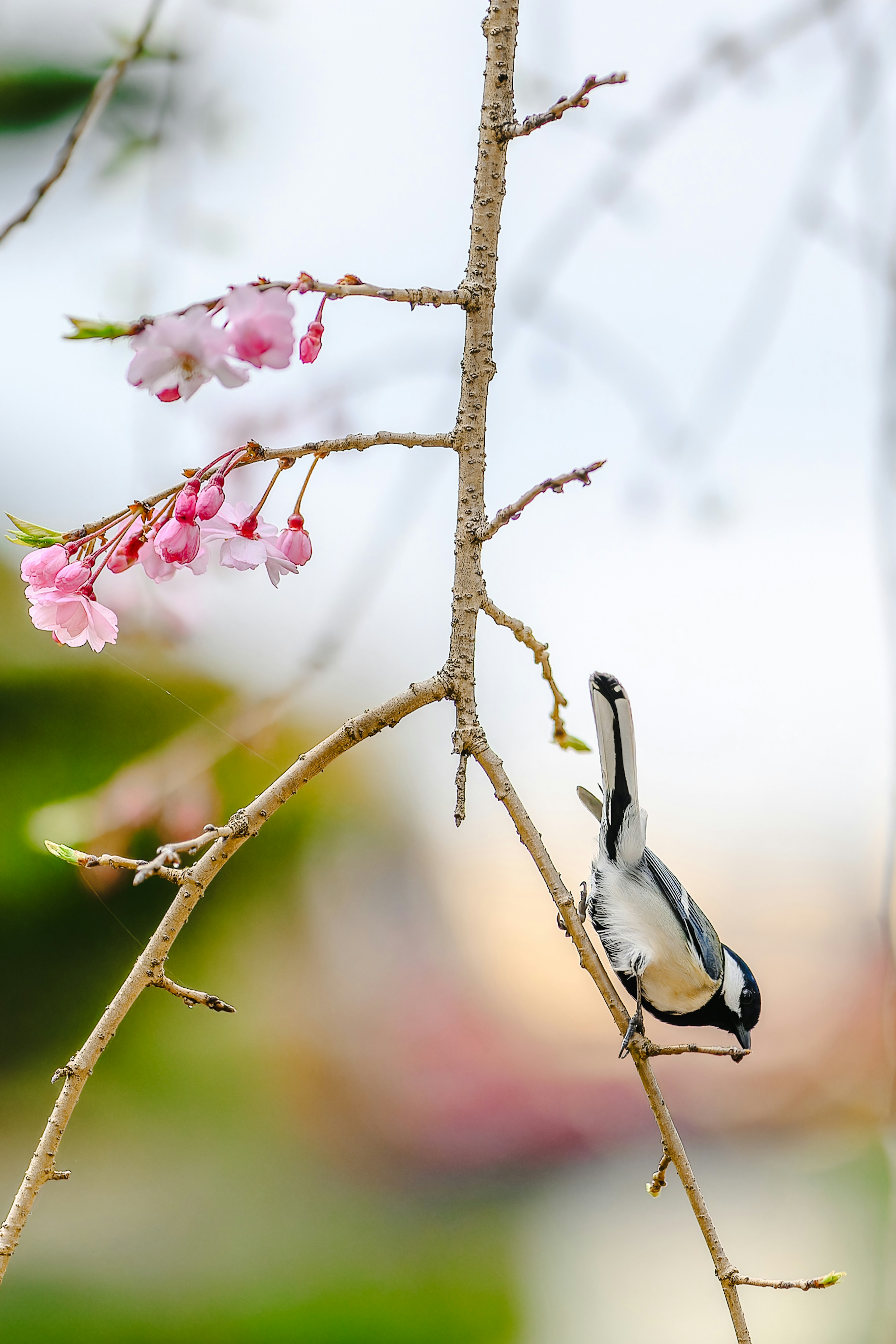 Burung kecil bertengger di cabang dekat bunga sakura