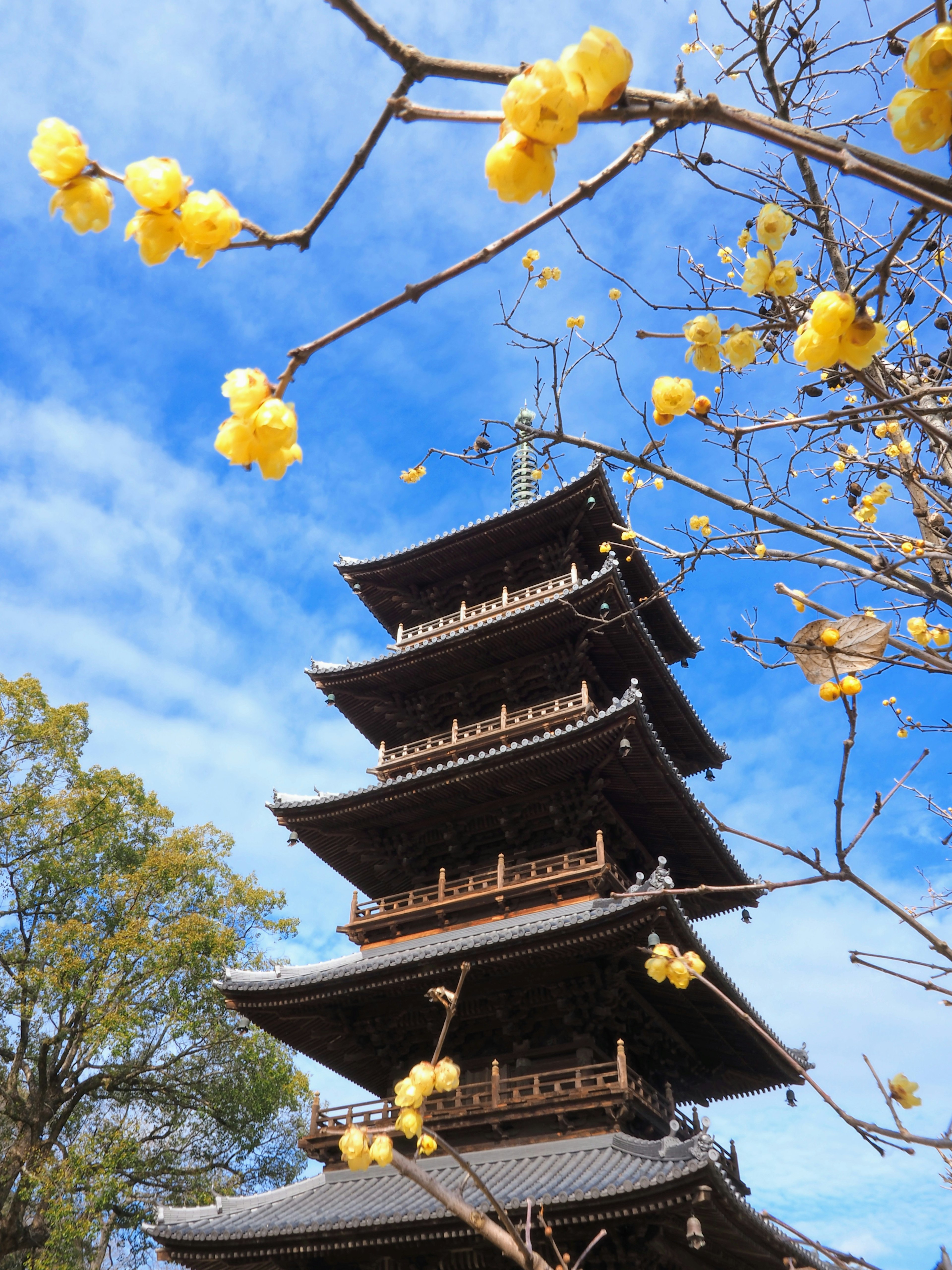 Pagoda a cinque piani sotto un cielo blu con rami di fiori gialli