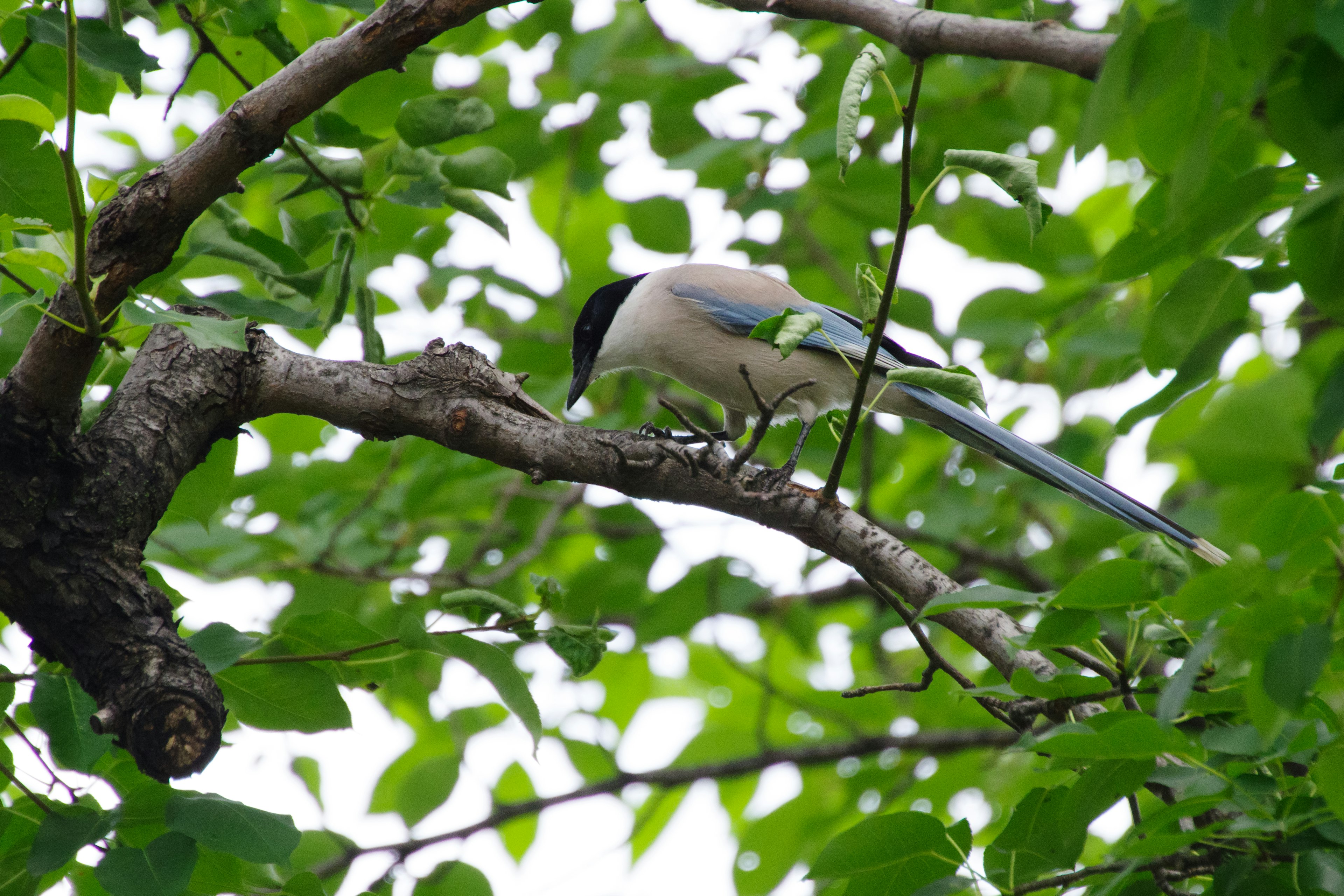 Ein Vogel sitzt auf einem Ast zwischen grünen Blättern