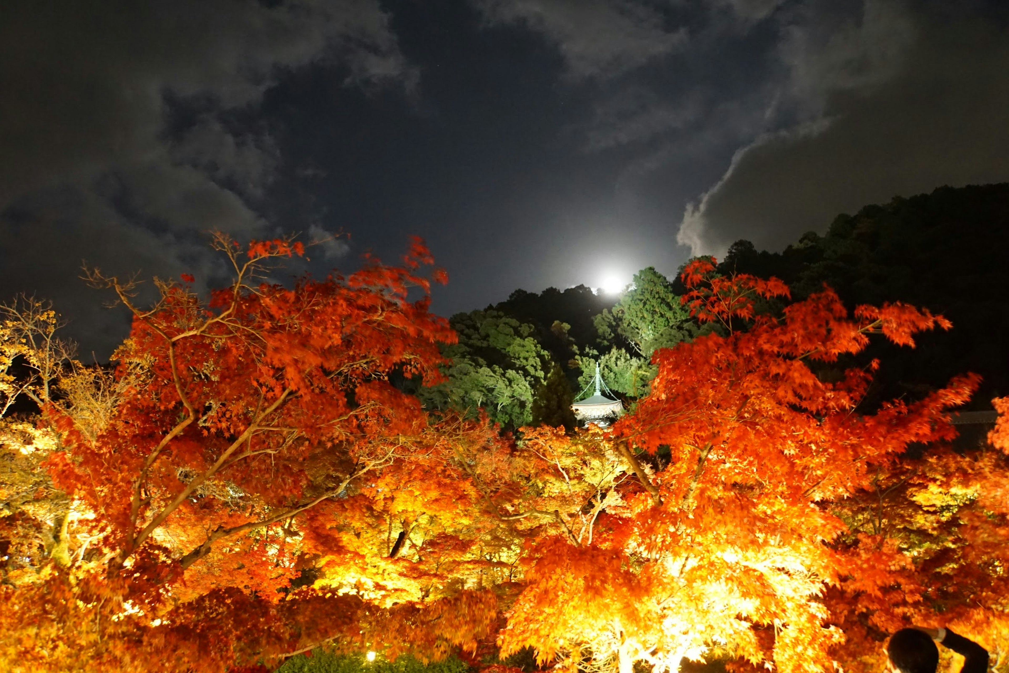 夜空に照らされた紅葉の木々と月