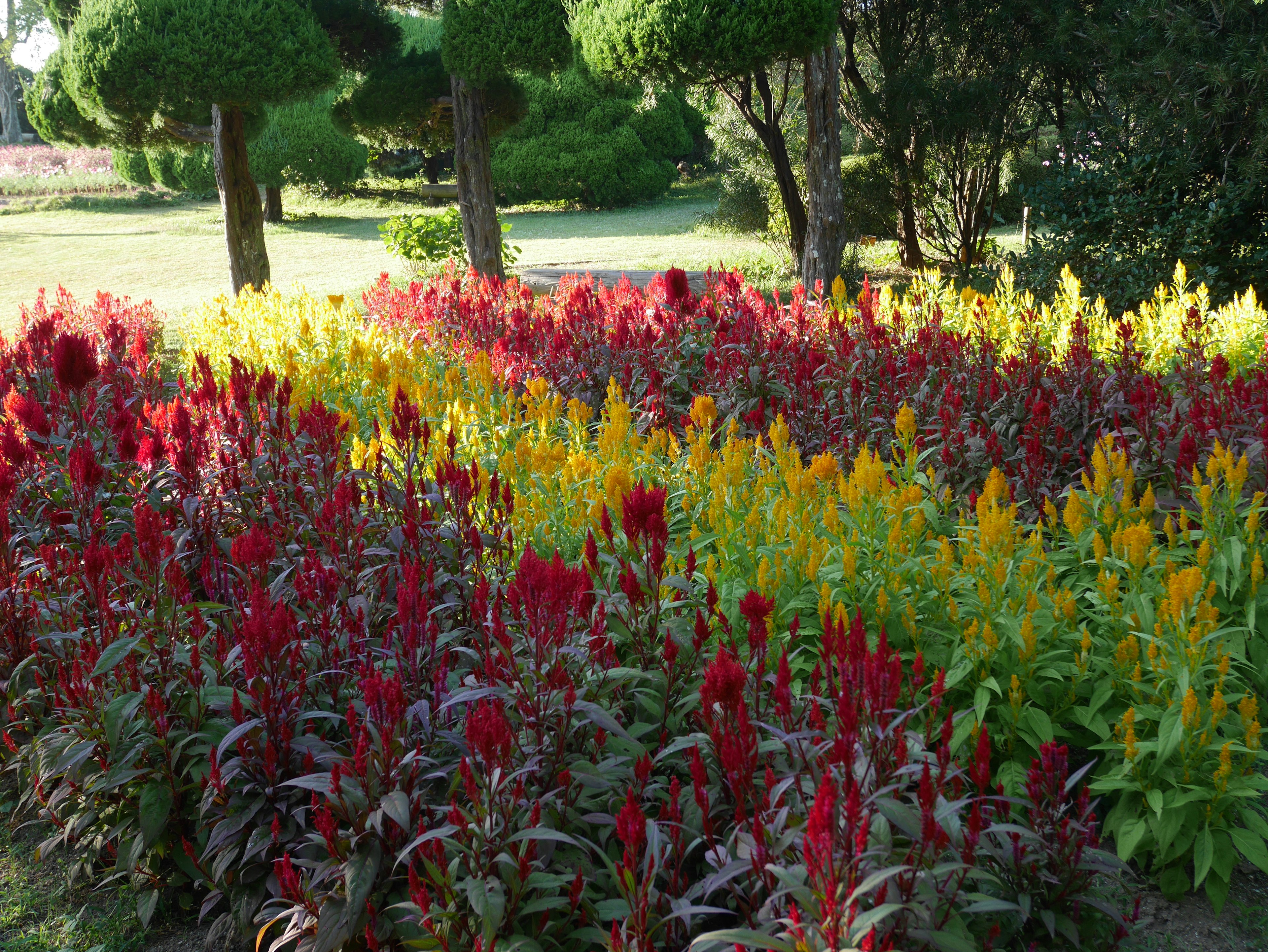 Scena di giardino vibrante con fiori rossi e gialli in fiore