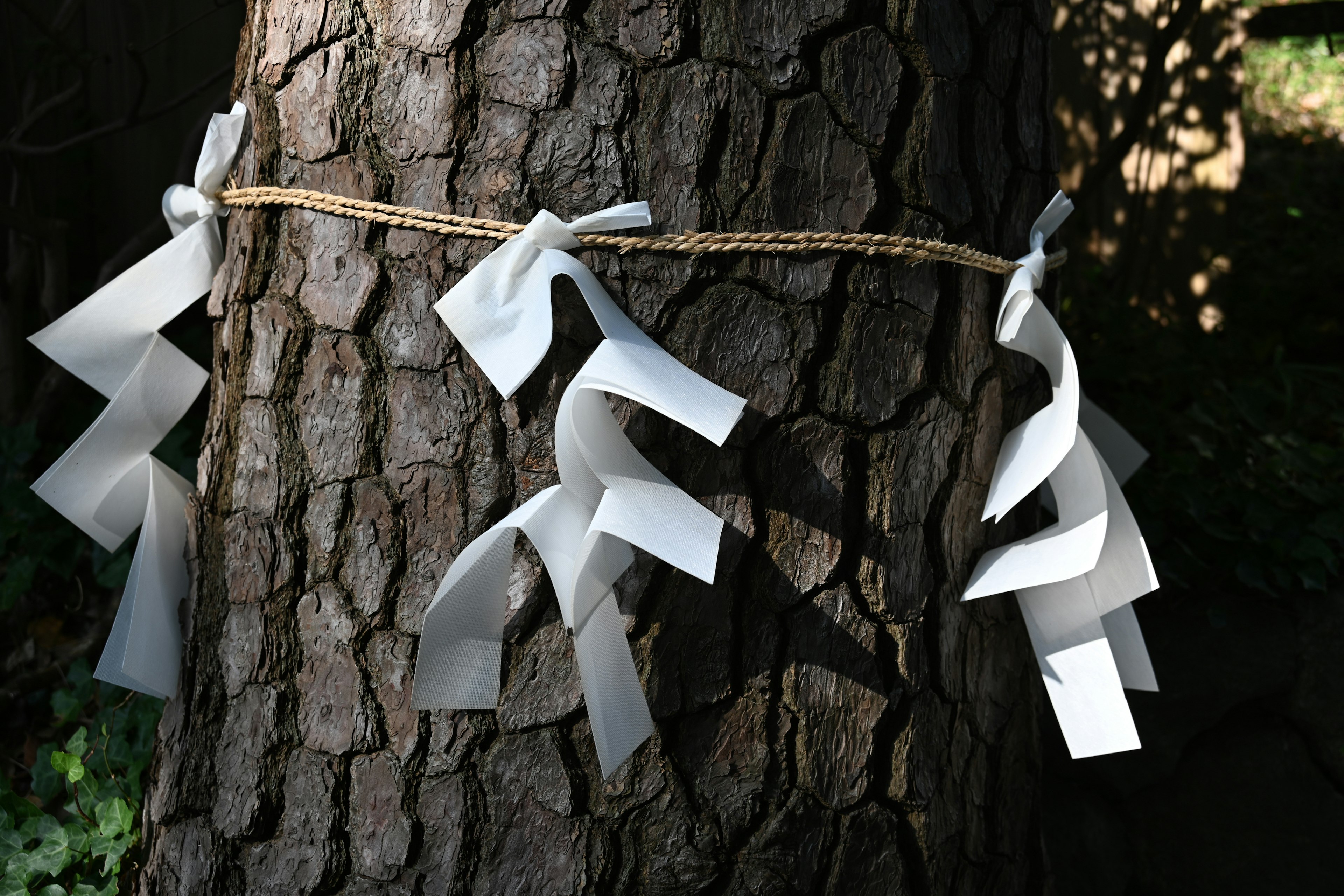 White paper ribbons tied around a tree trunk