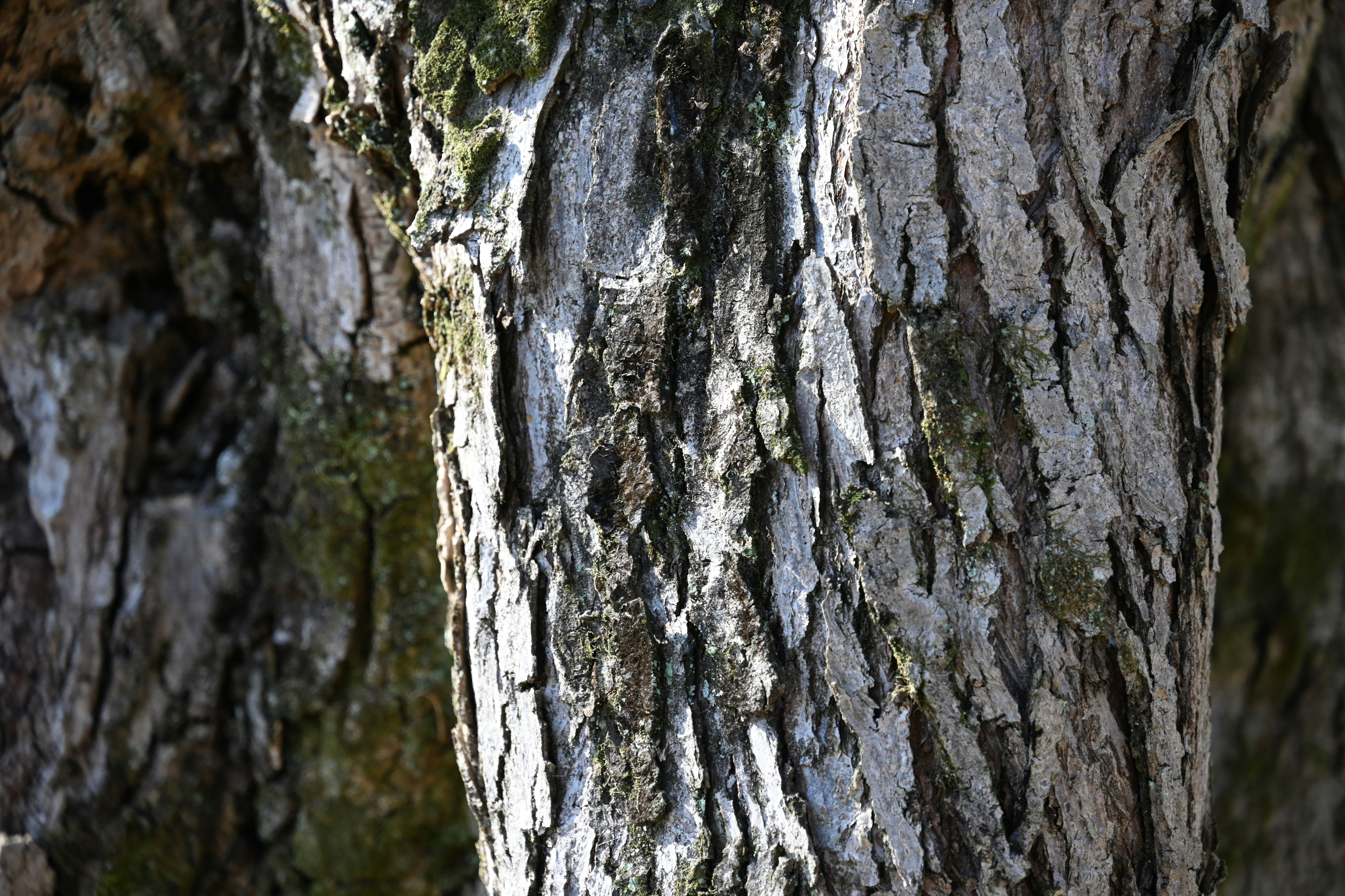 Texture e motivi dettagliati di un tronco d'albero