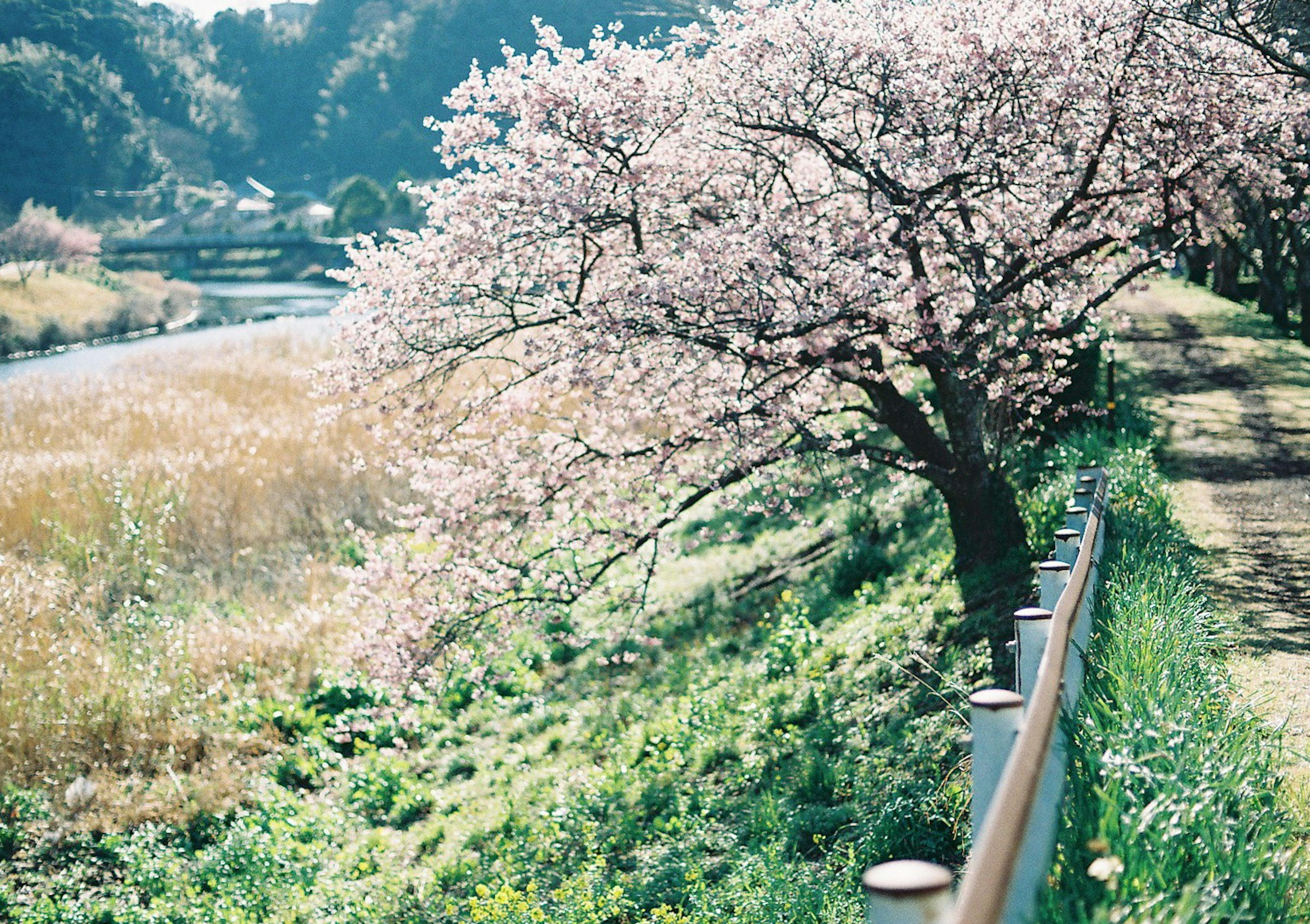 Pohon sakura berbunga di tepi sungai dengan tanaman subur