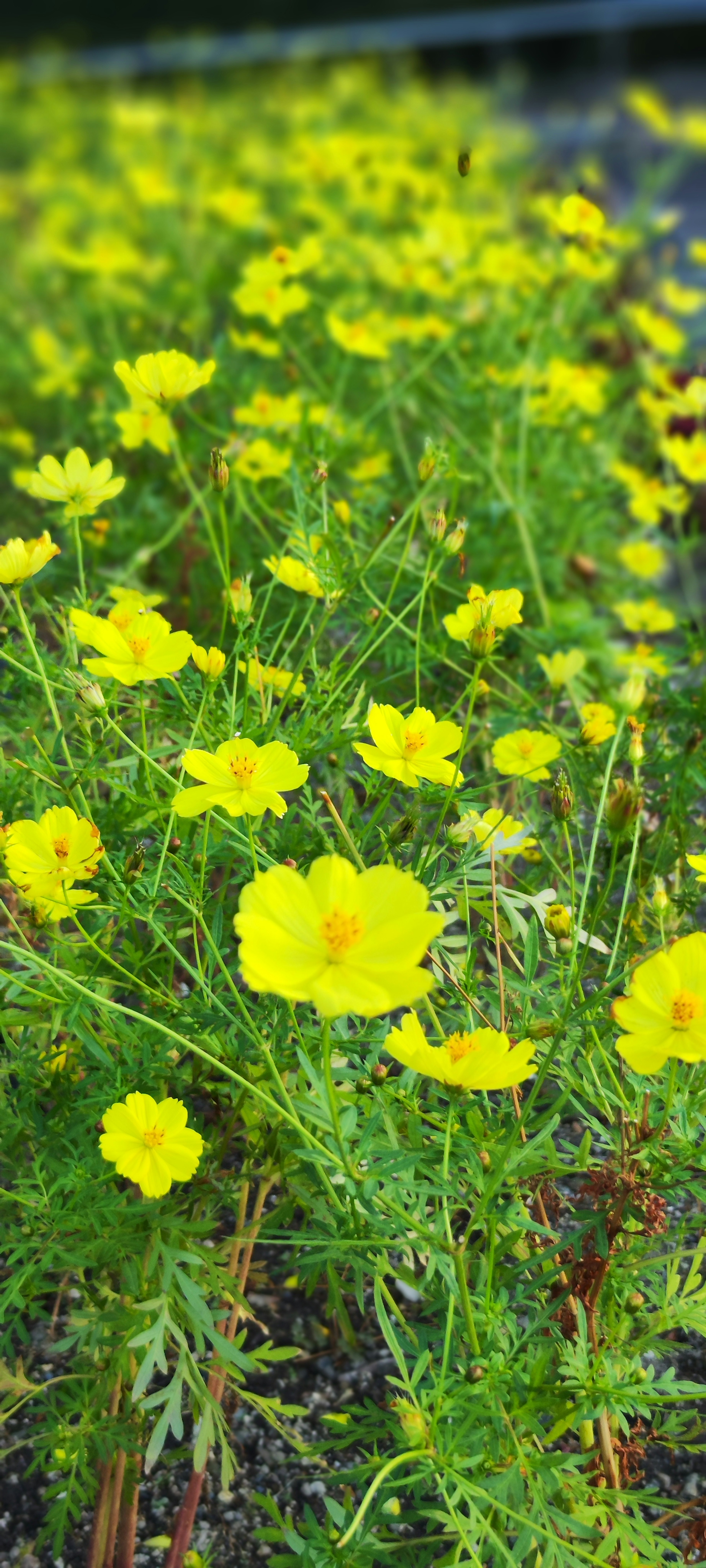 Campo di fiori gialli vibranti in piena fioritura