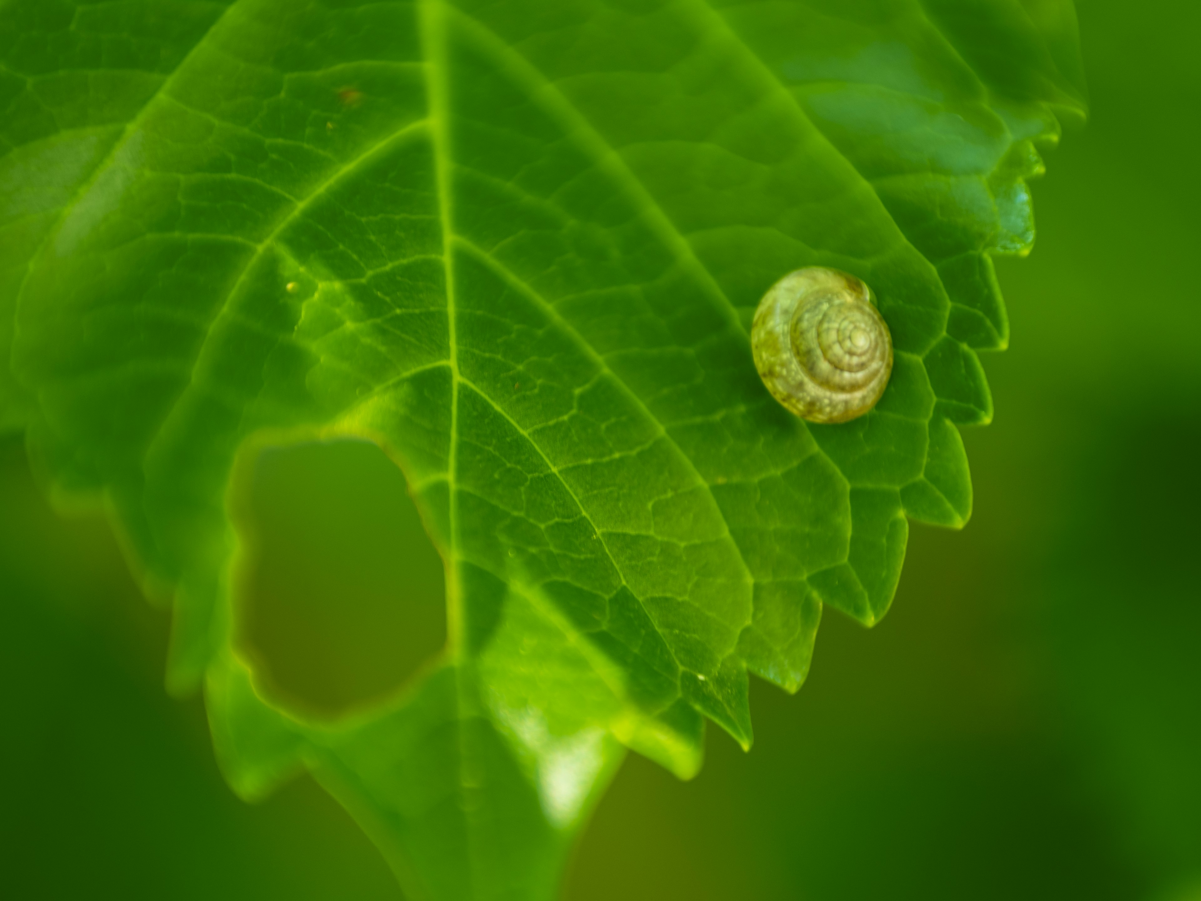 Seekor siput kecil di atas daun hijau dengan lubang