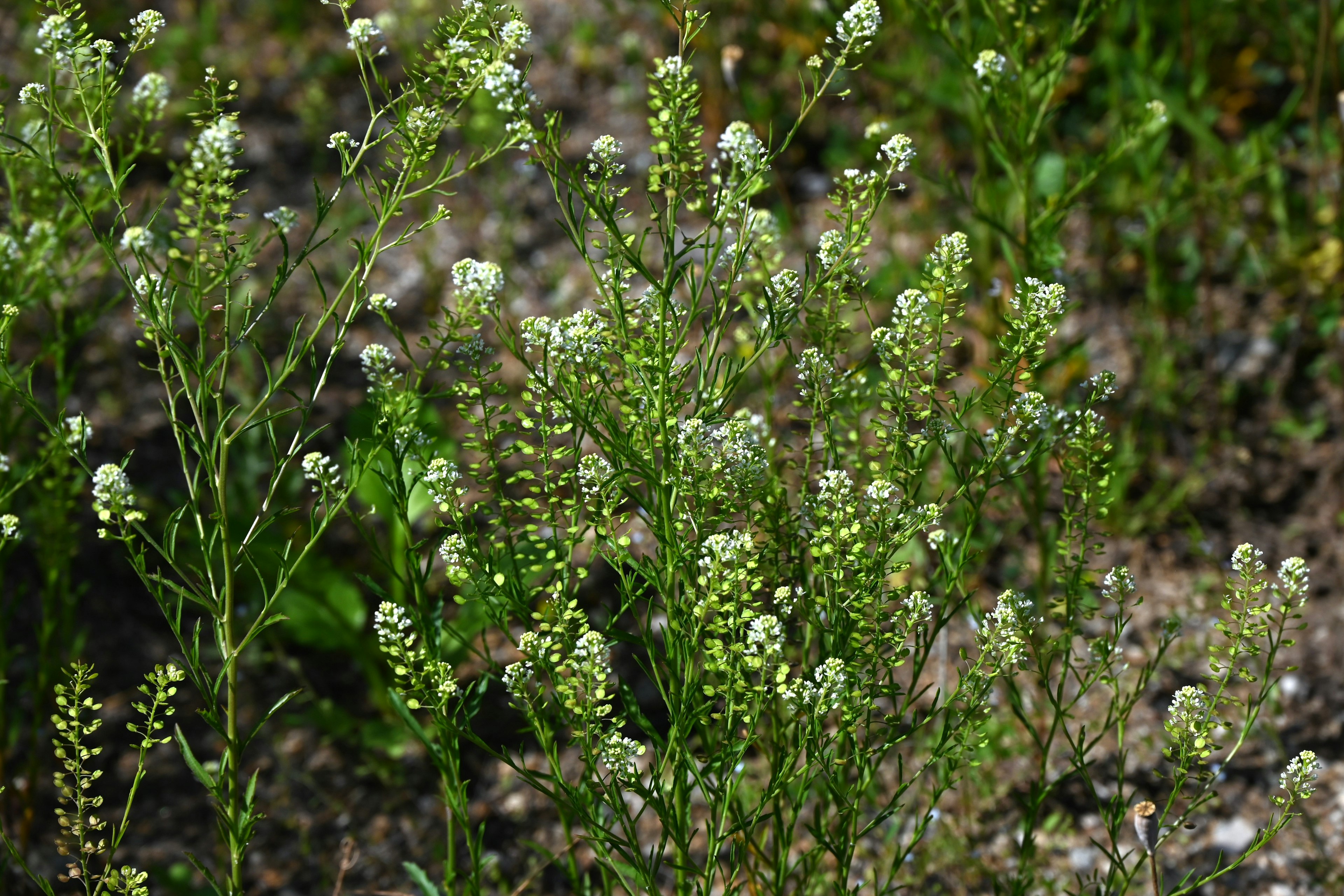 Pflanze mit kleinen weißen Blumen, die in einem grünen Feld blühen