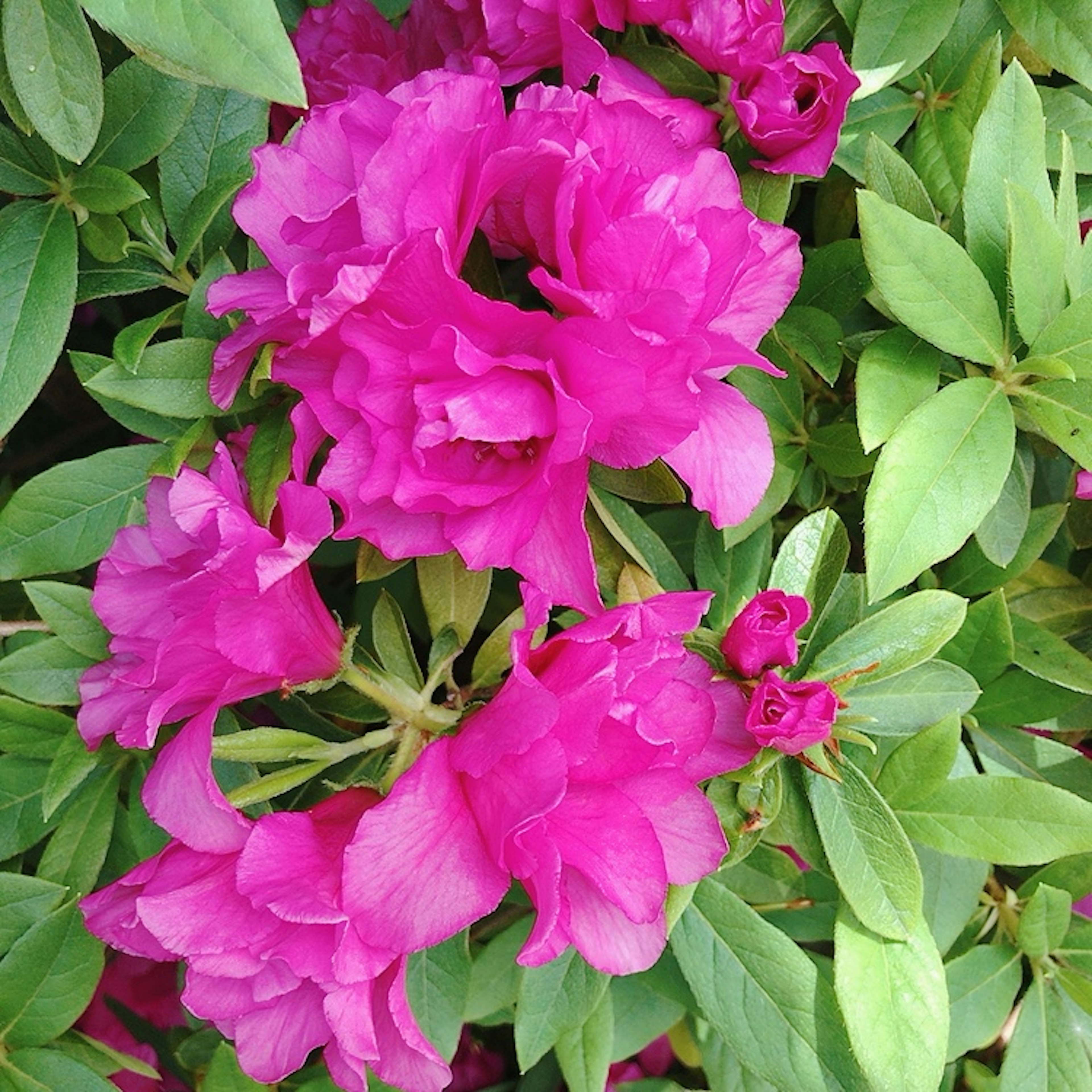 鮮やかなピンクの花と緑の葉が広がる景色