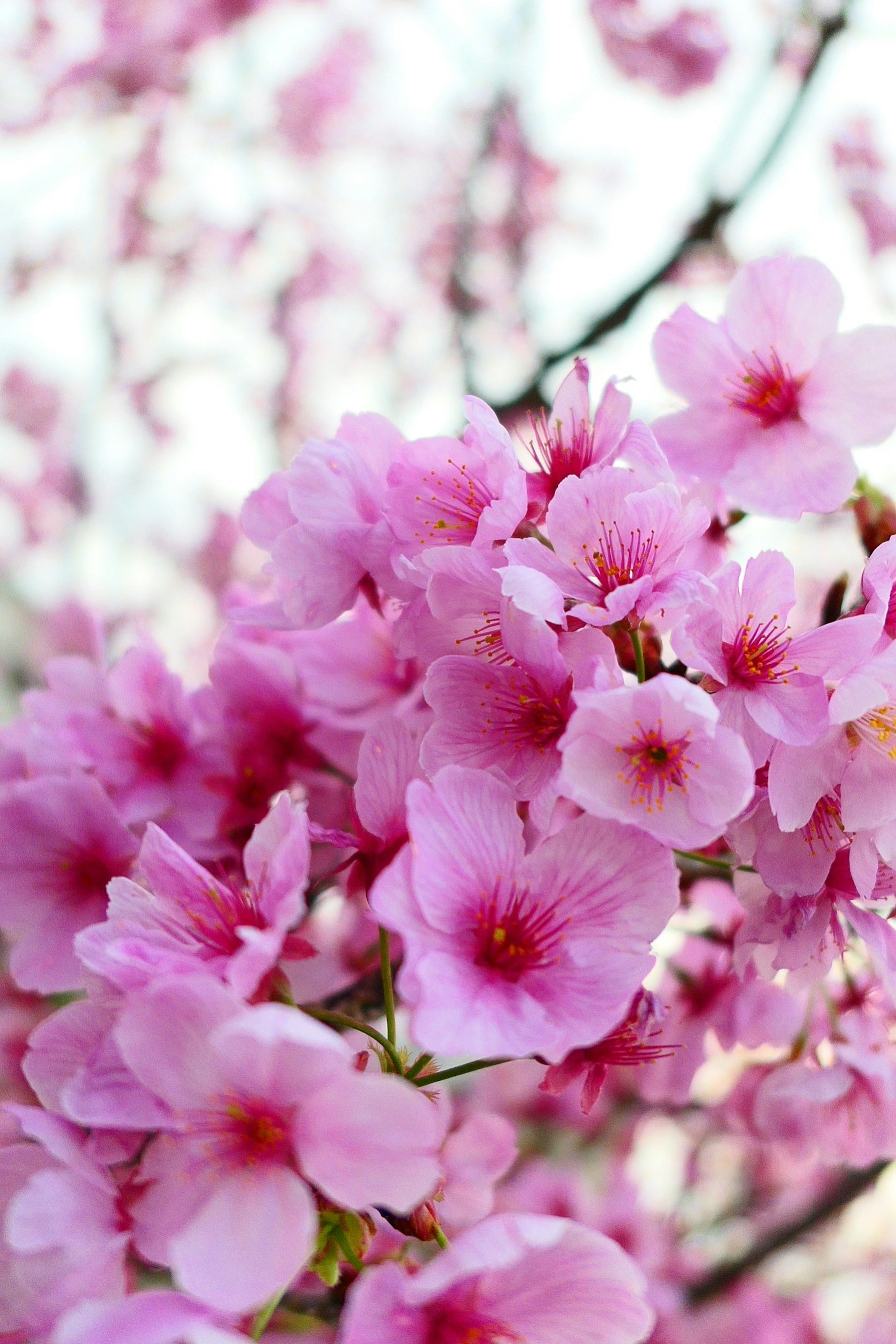 Cherry blossoms in full bloom on branches