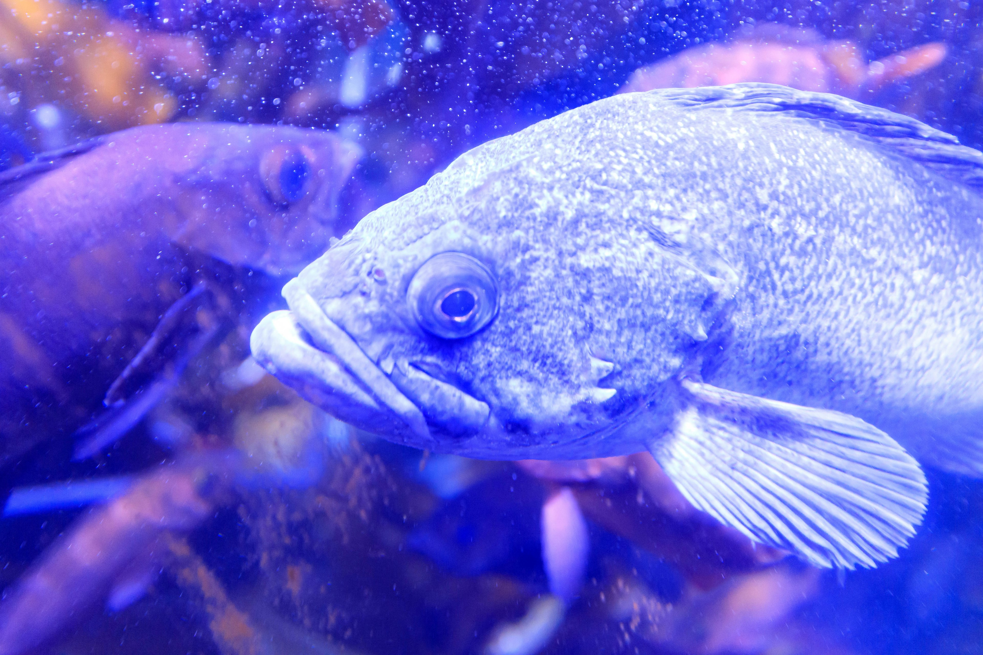 Primo piano di un pesce illuminato da luce blu sott'acqua