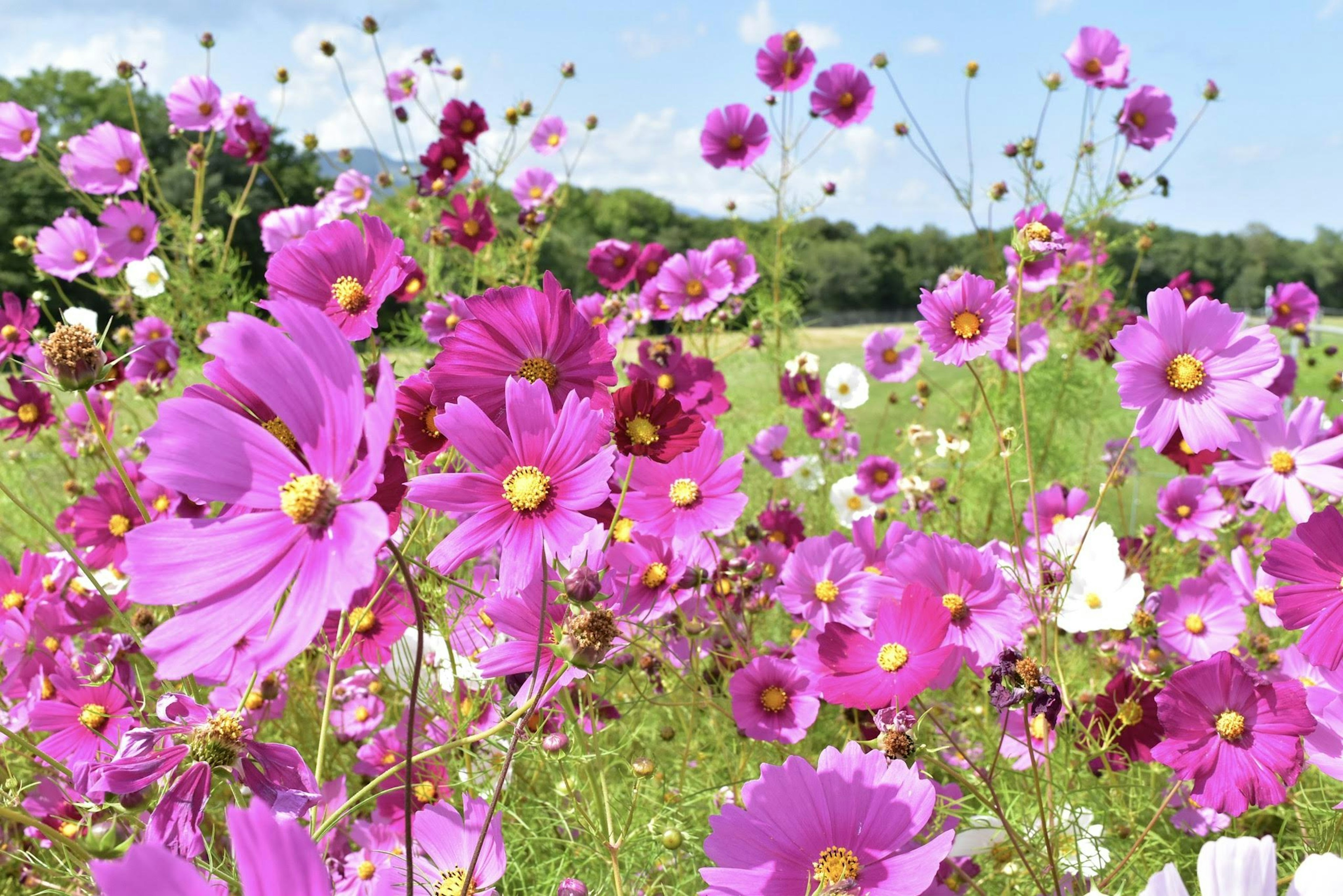 Fiori di cosmos vibranti in piena fioritura su uno sfondo soleggiato