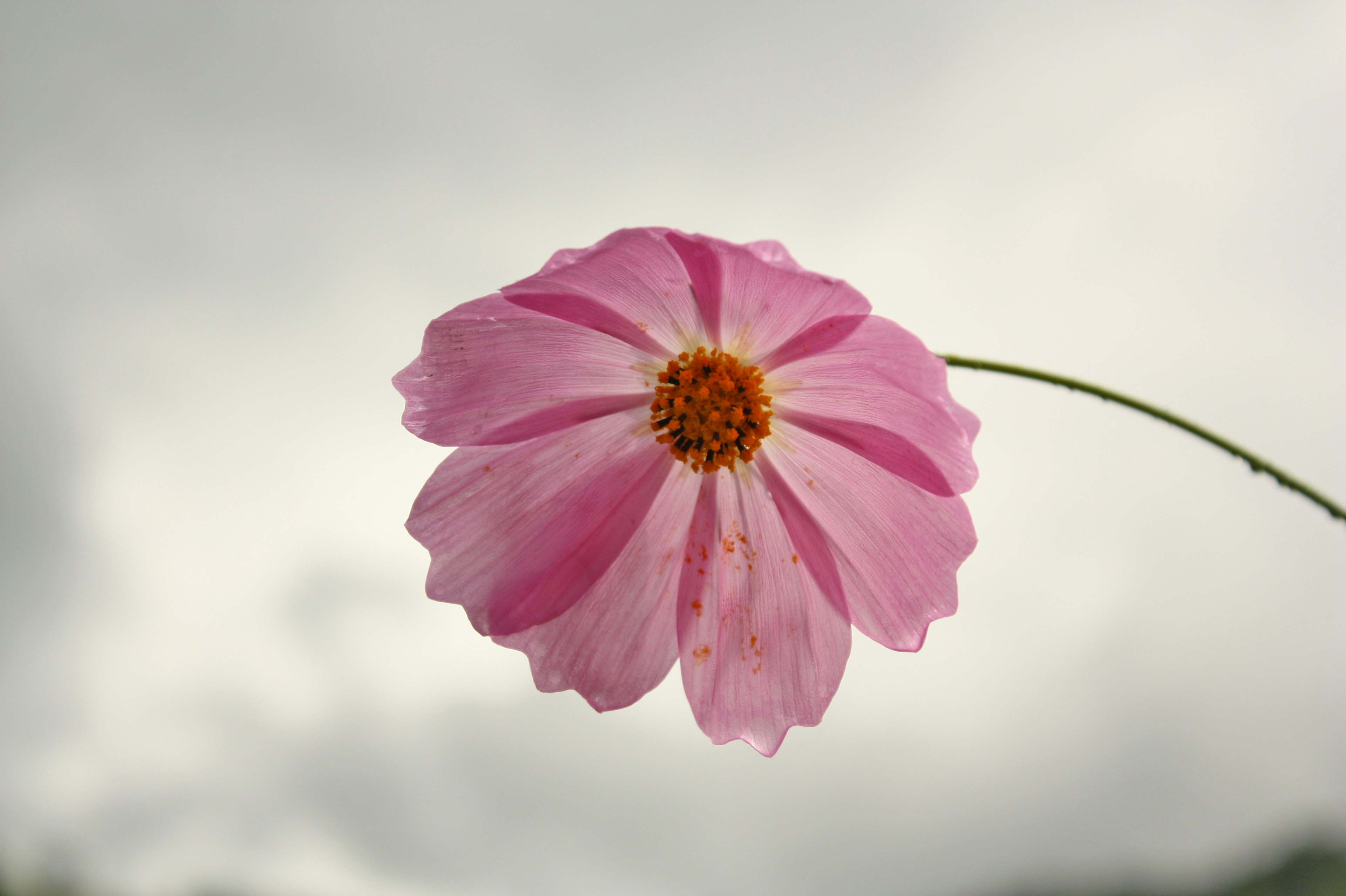 A delicate pink flower stands out against a soft gray background