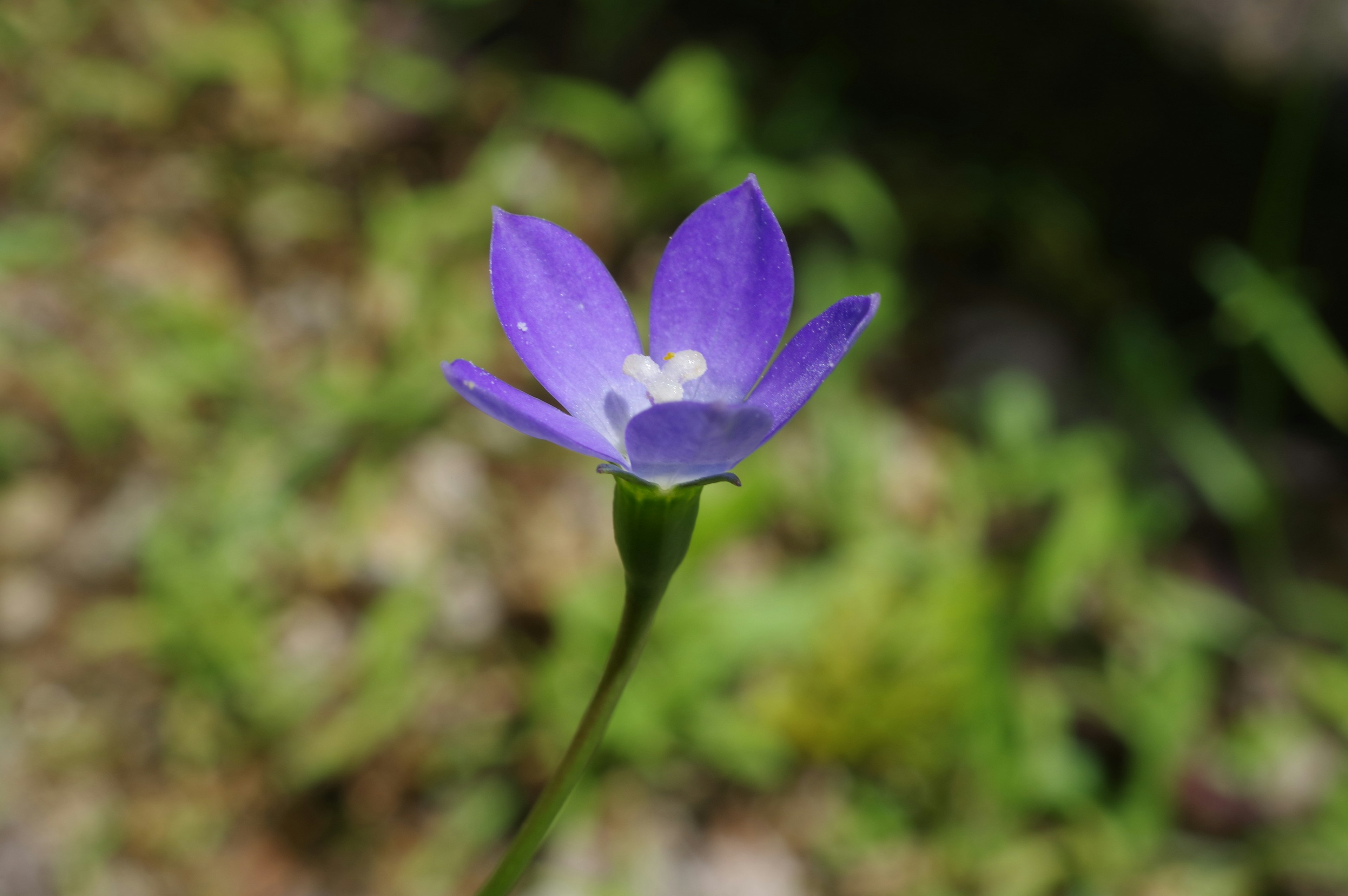 Purple flower blooming against a green background