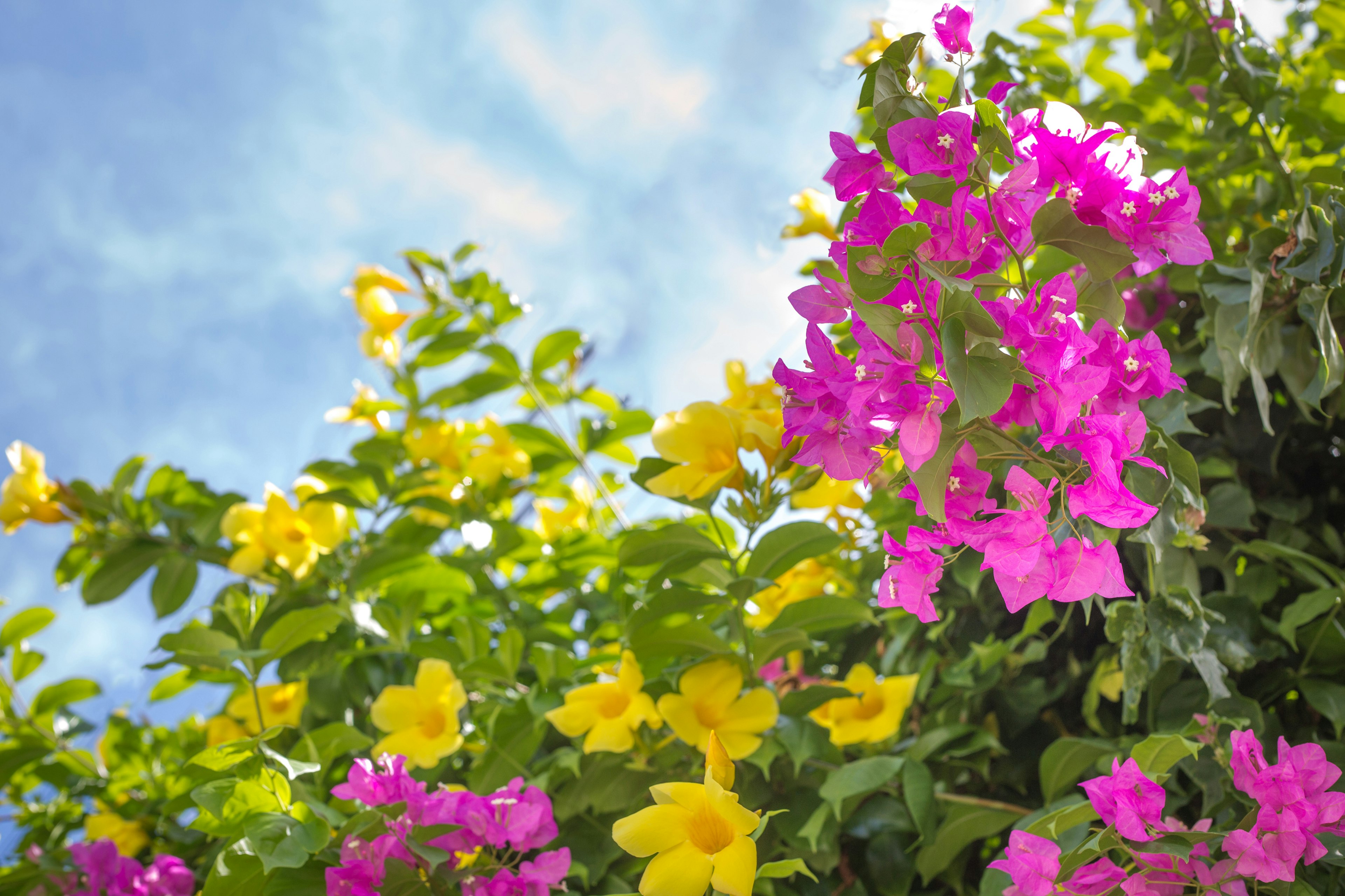 青空の下に咲くピンクと黄色のブーゲンビリアの花々