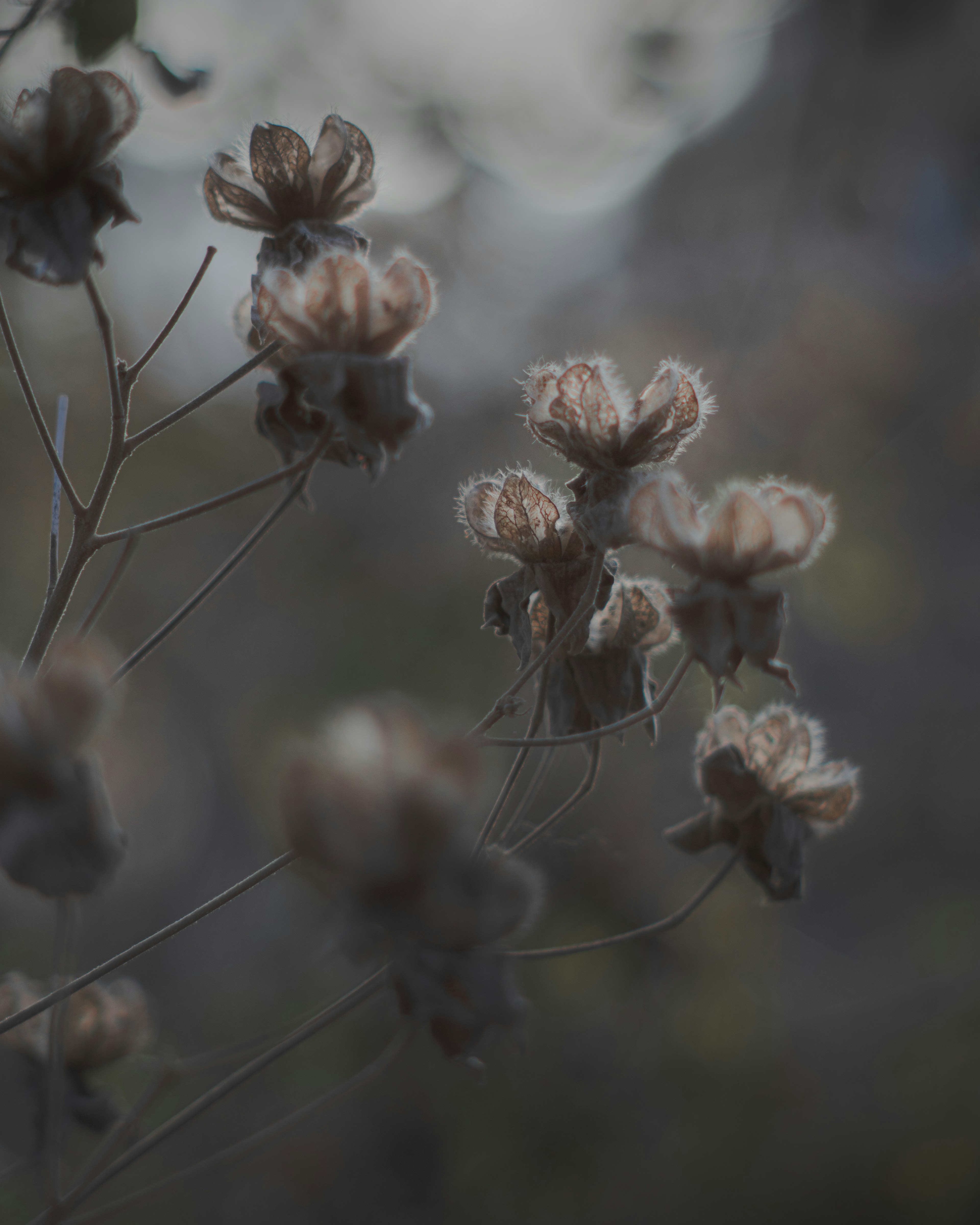 Nahaufnahme von sanften Blumen vor einem dunklen Hintergrund