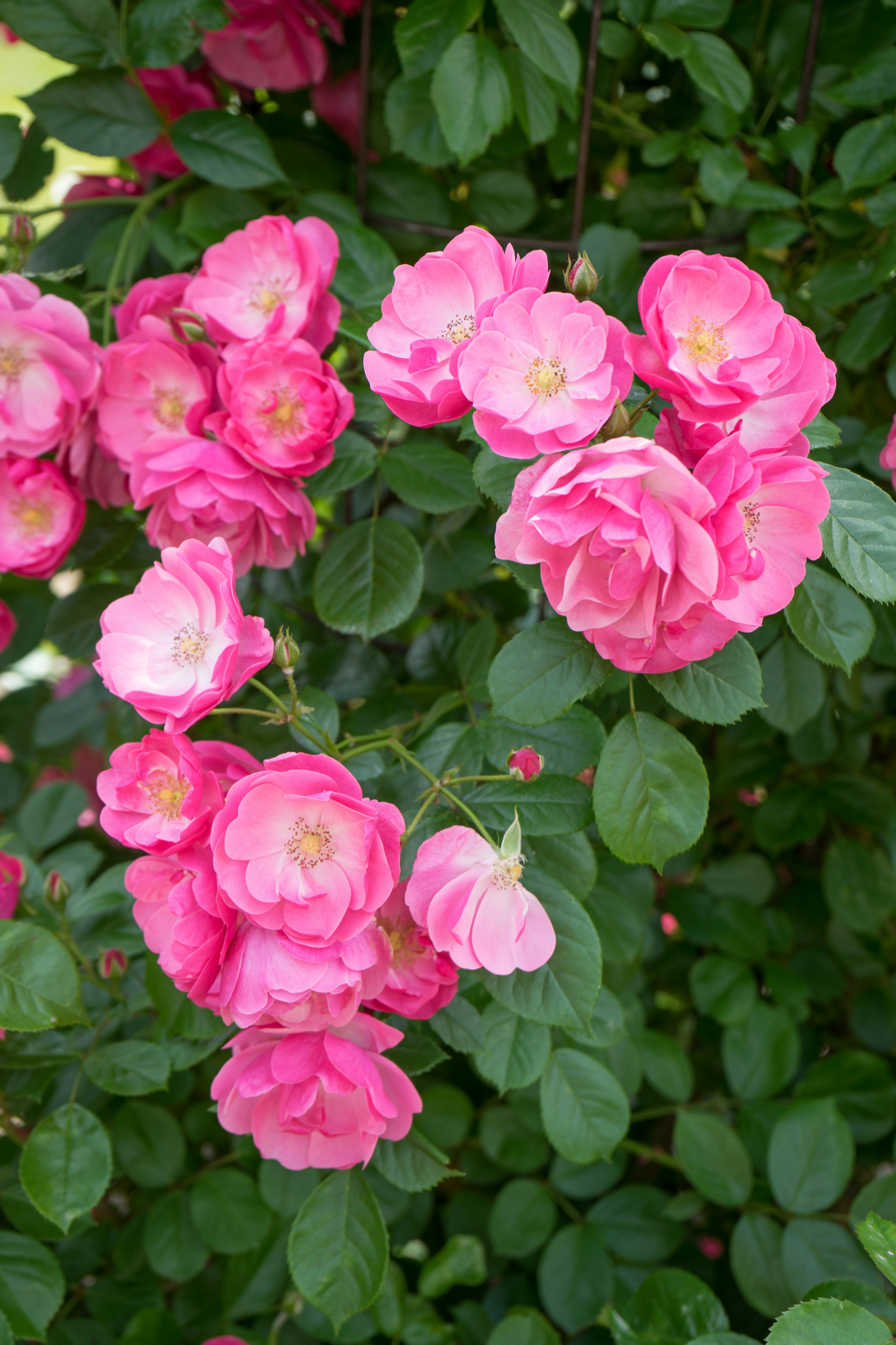 Schöne rosa Rosenblüten blühen vor einem Hintergrund aus grünen Blättern