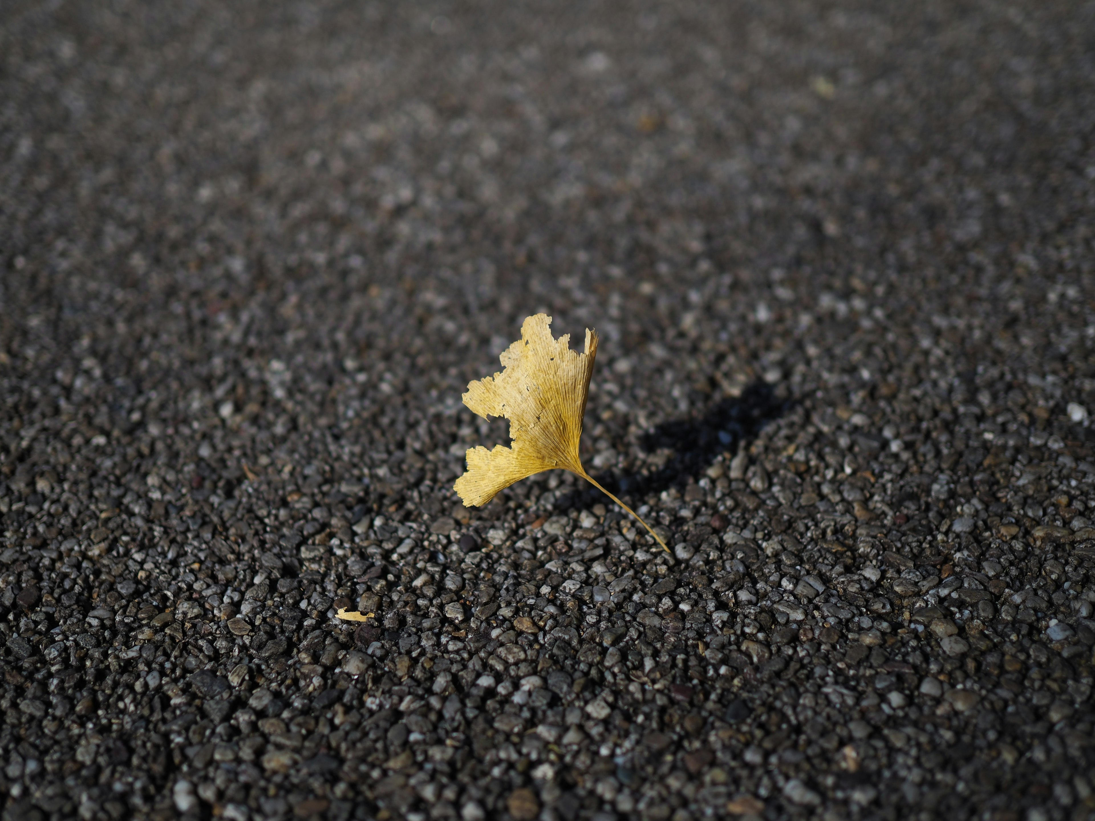 A yellow leaf resting on black gravel