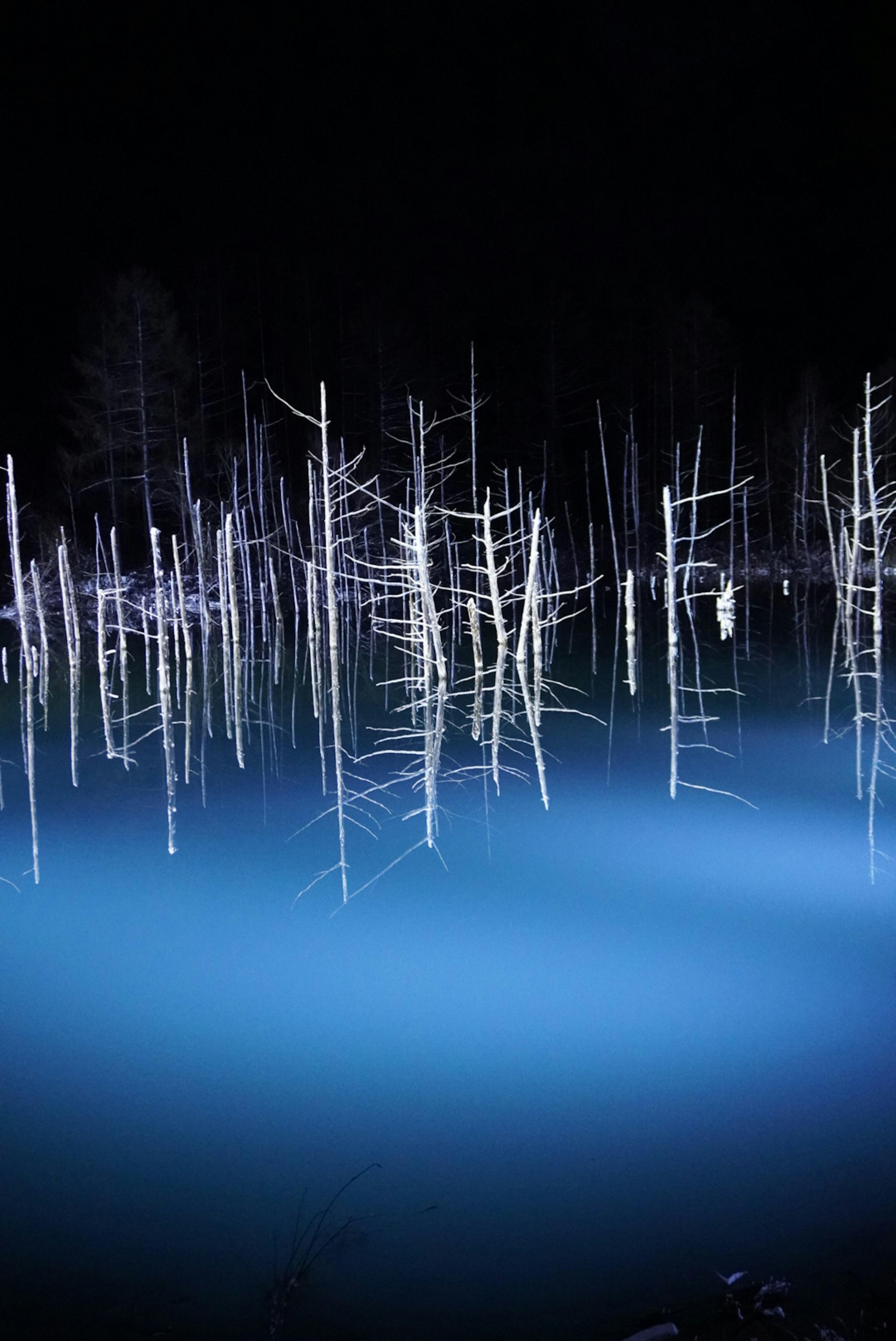 A mystical scene of white trees reflected in blue water at night