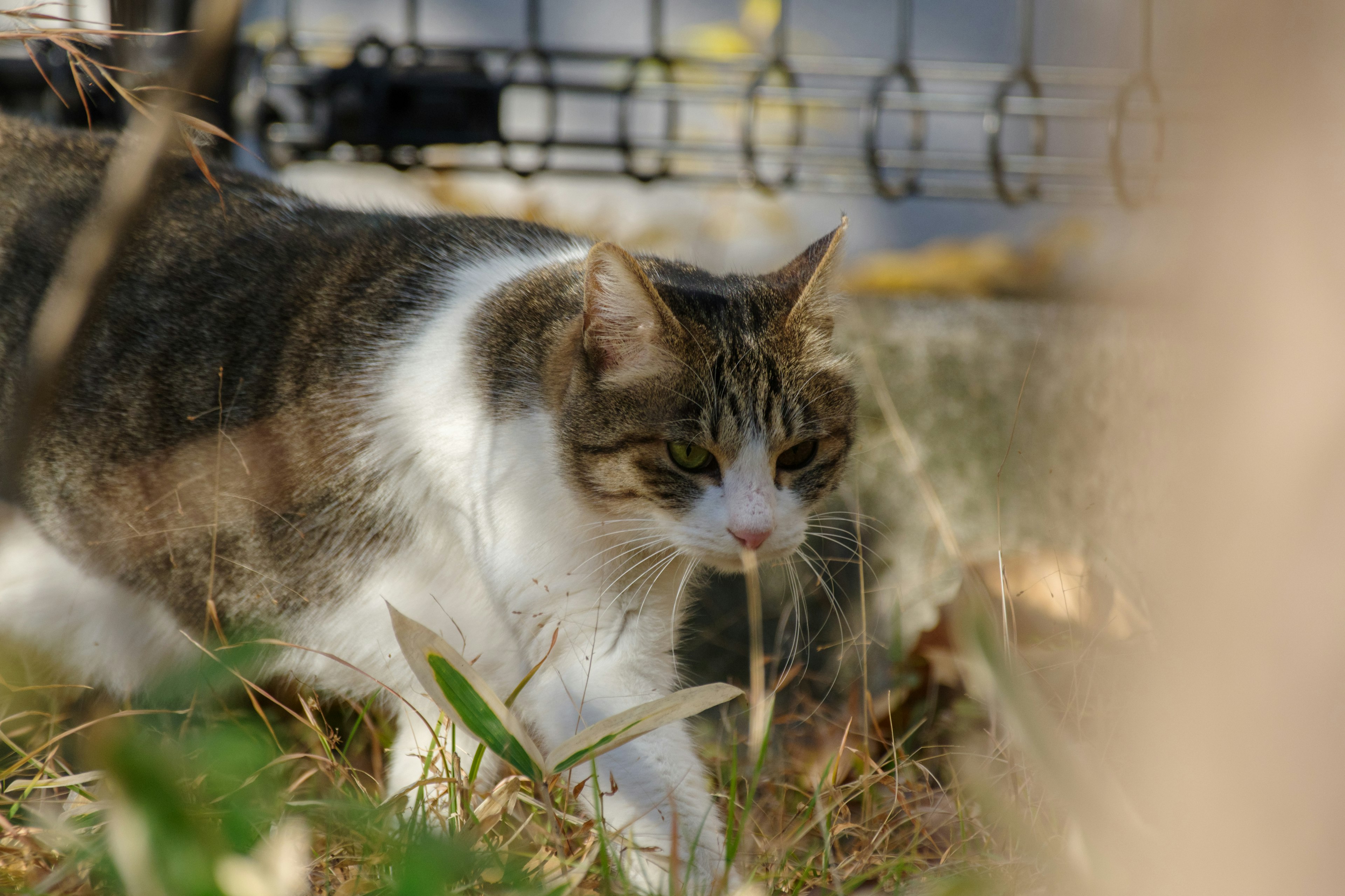 Gato marrón y blanco caminando por la hierba