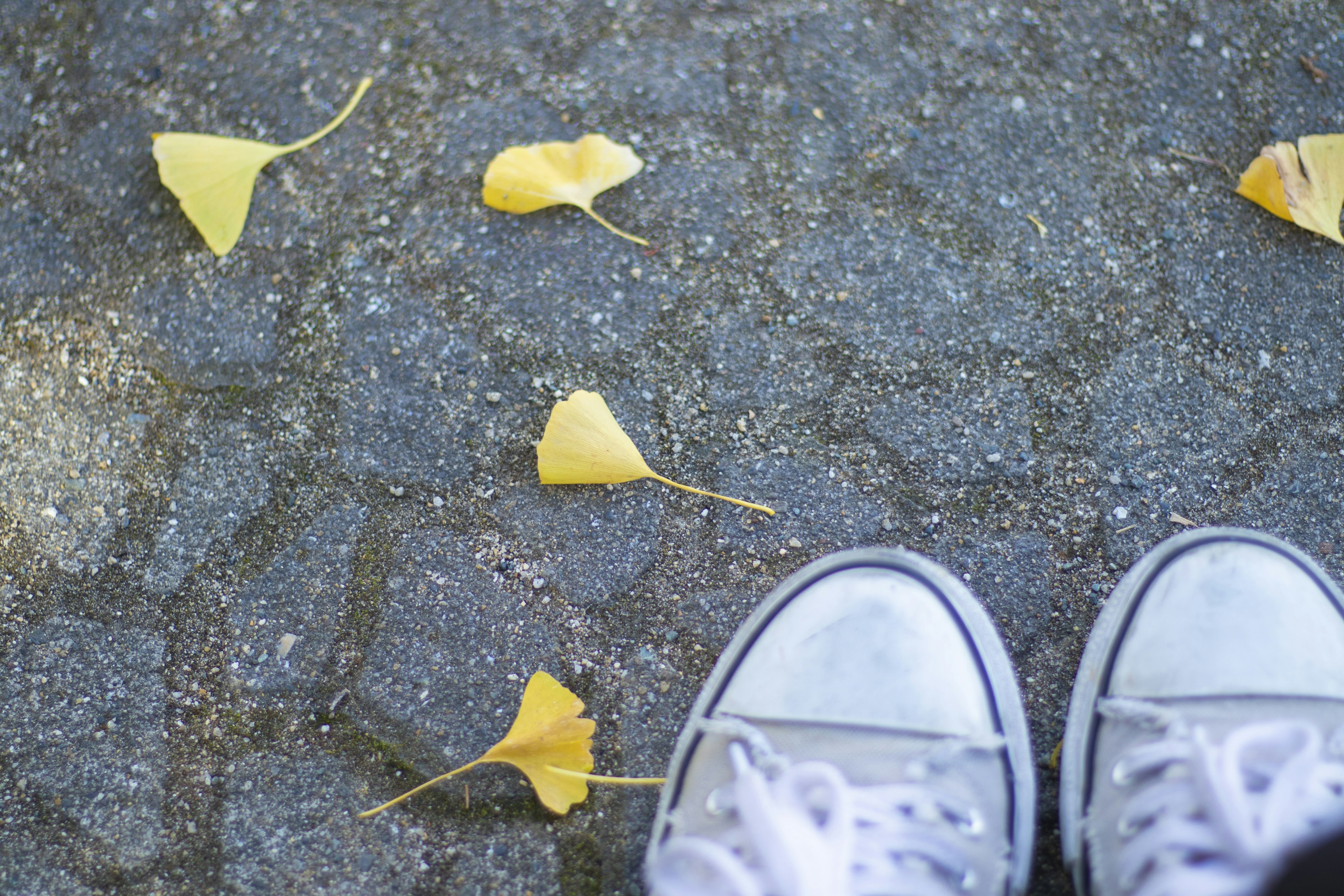 Sentiero pavimentato con foglie ginkgo gialle sparse accanto a sneaker bianche